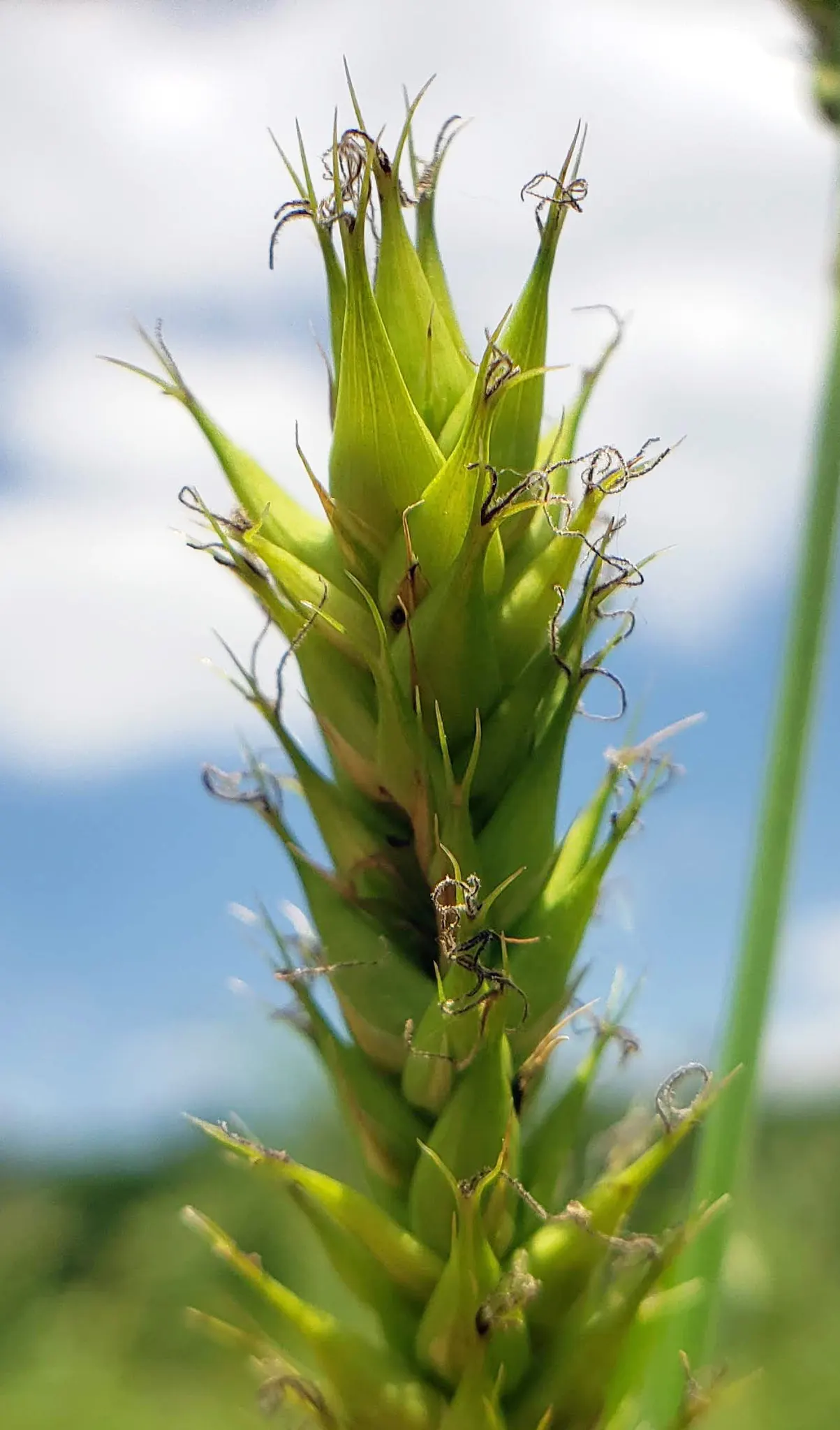 Slough Sedge (Carex Obnupta) — scientifically known as Carex obnupta; or areas with poor drainage