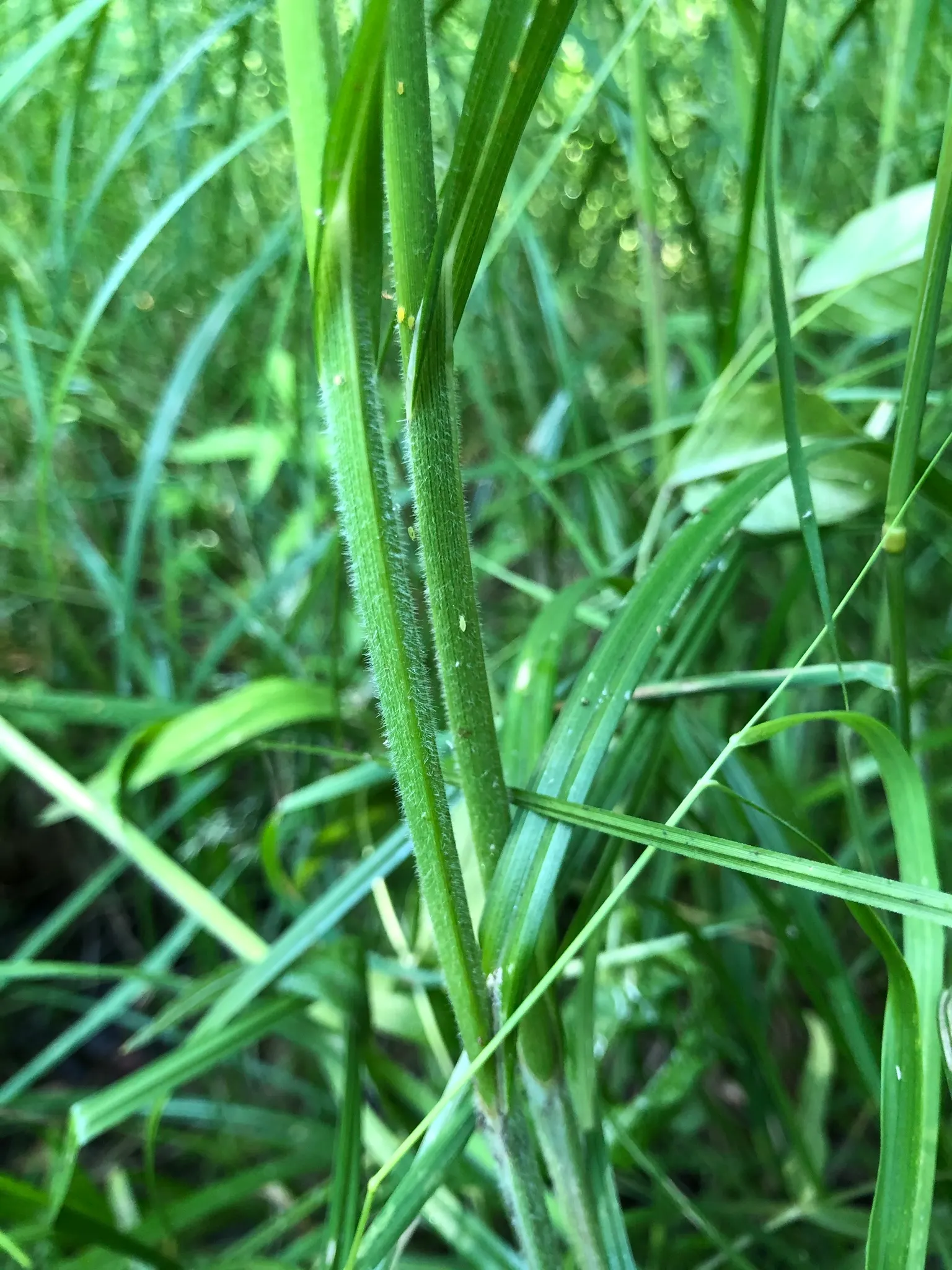 Slough Sedge (Carex Obnupta) — grass with gold blooms