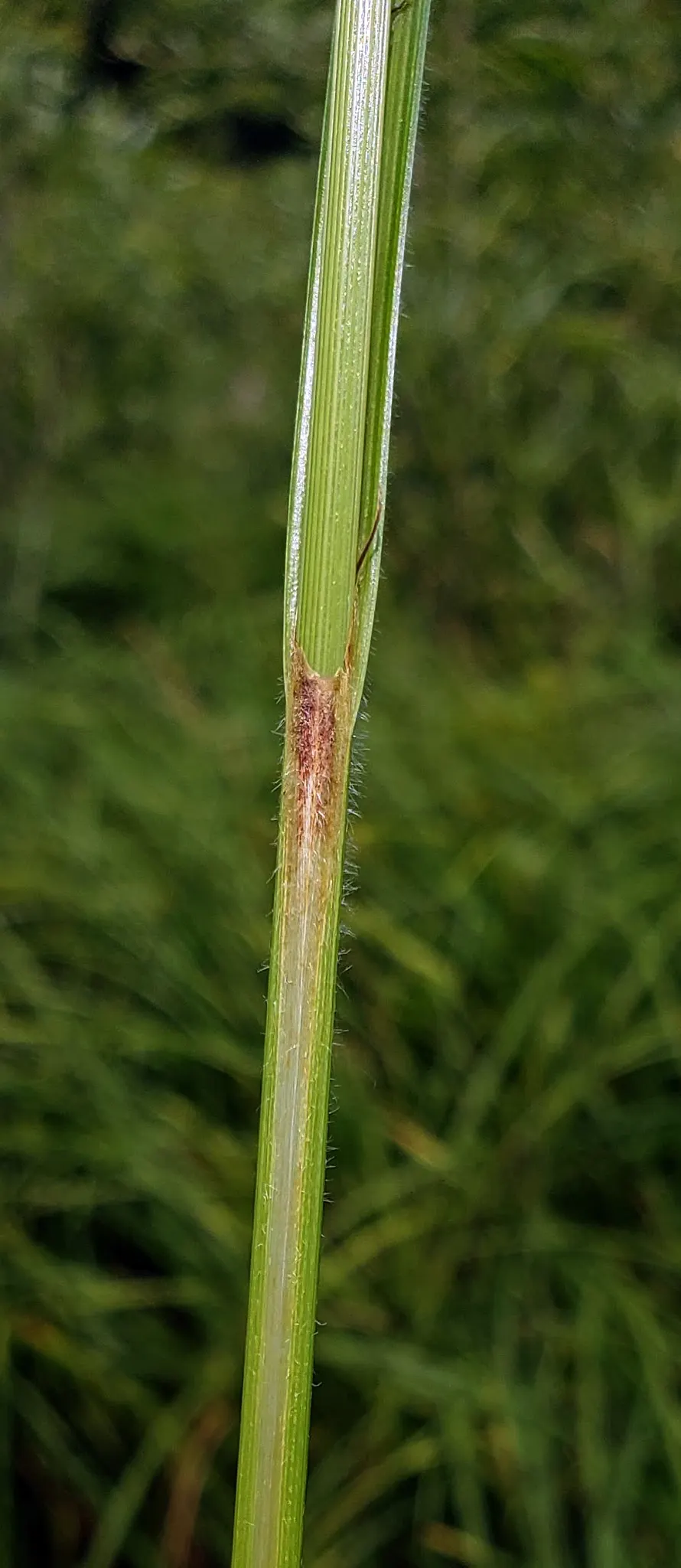 Slough Sedge (Carex Obnupta) — rounded clumps spreading up to 2 feet wide; it's a practical and attractive option for their garden that promotes a diverse and
