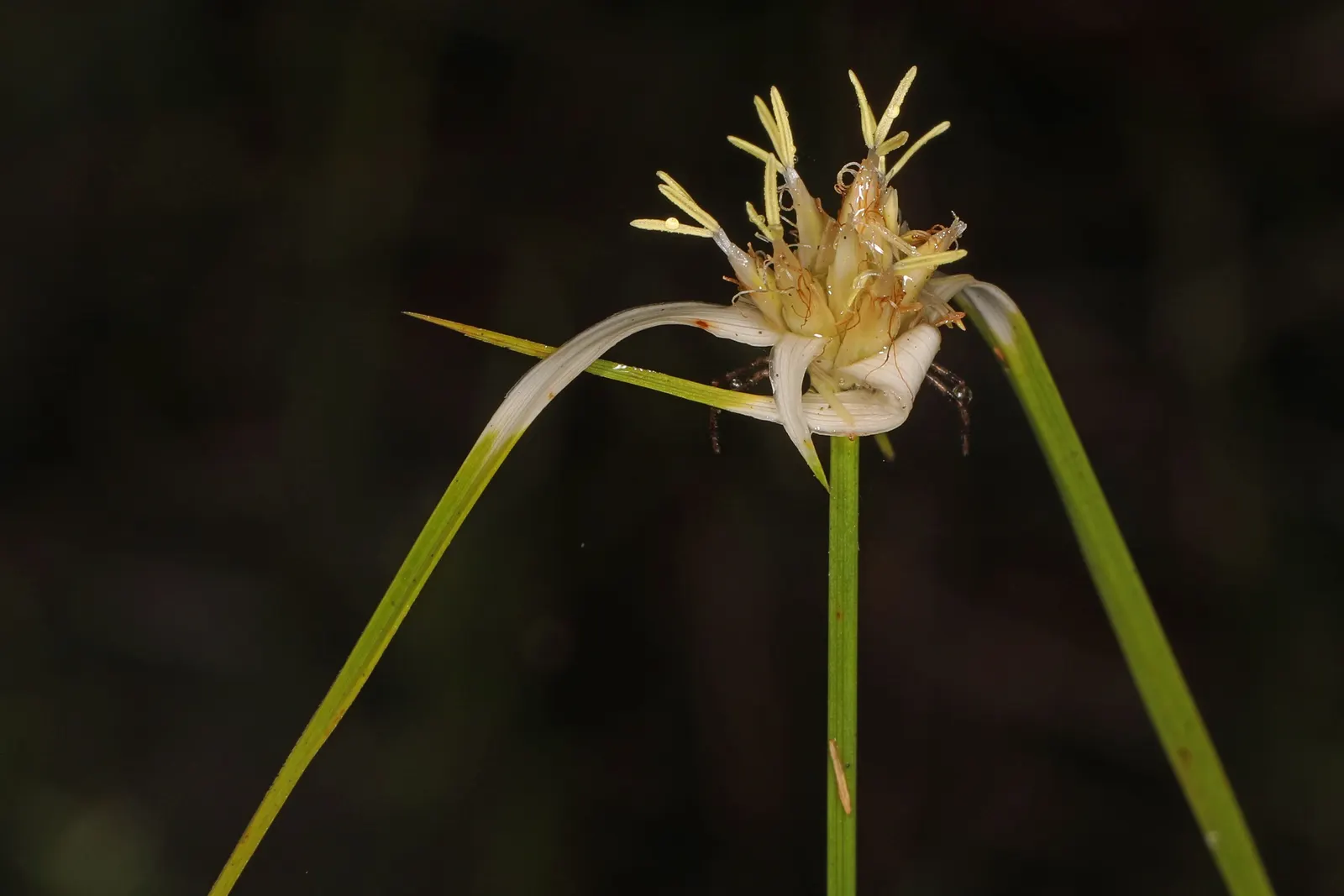 Slough Sedge (Carex Obnupta) — tussock-forming habit.<br><br>The foliage consists of bright green; strap-like leaves that present a lush