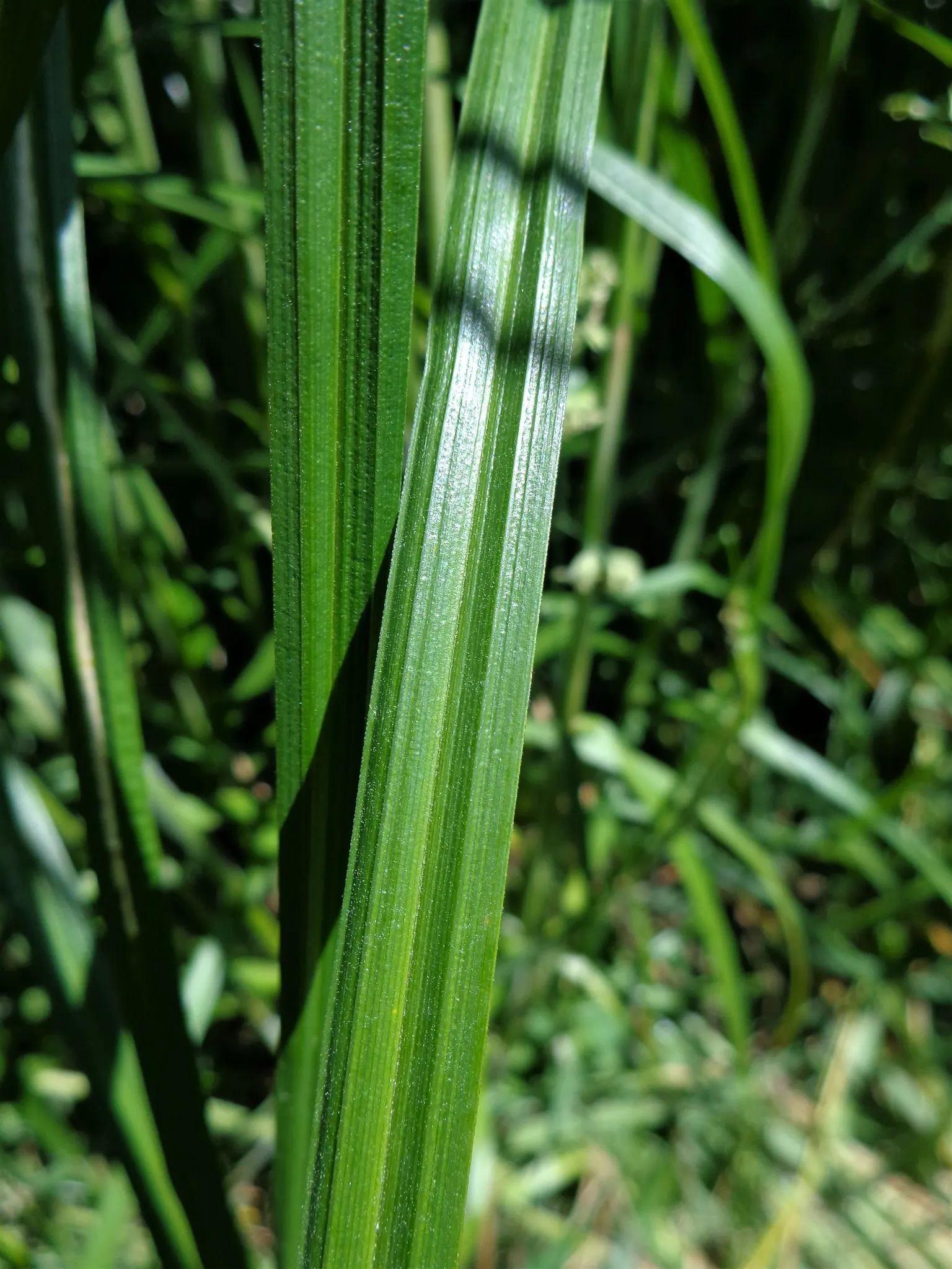 Slough Sedge (Carex Obnupta) — emphasize Slough Sedge's ease of maintenance