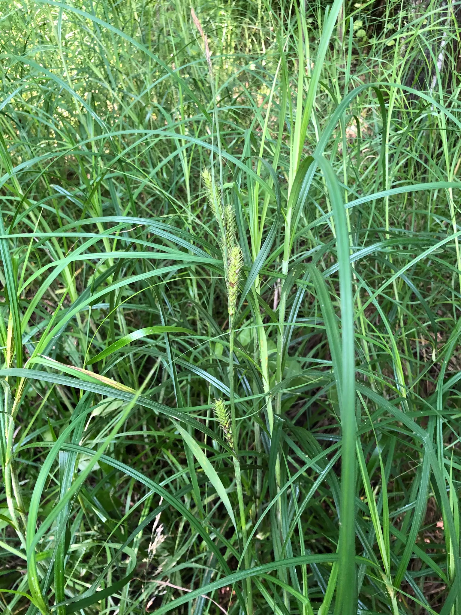 Slough Sedge (Carex Obnupta) — making Slough Sedge ideal for rain gardens