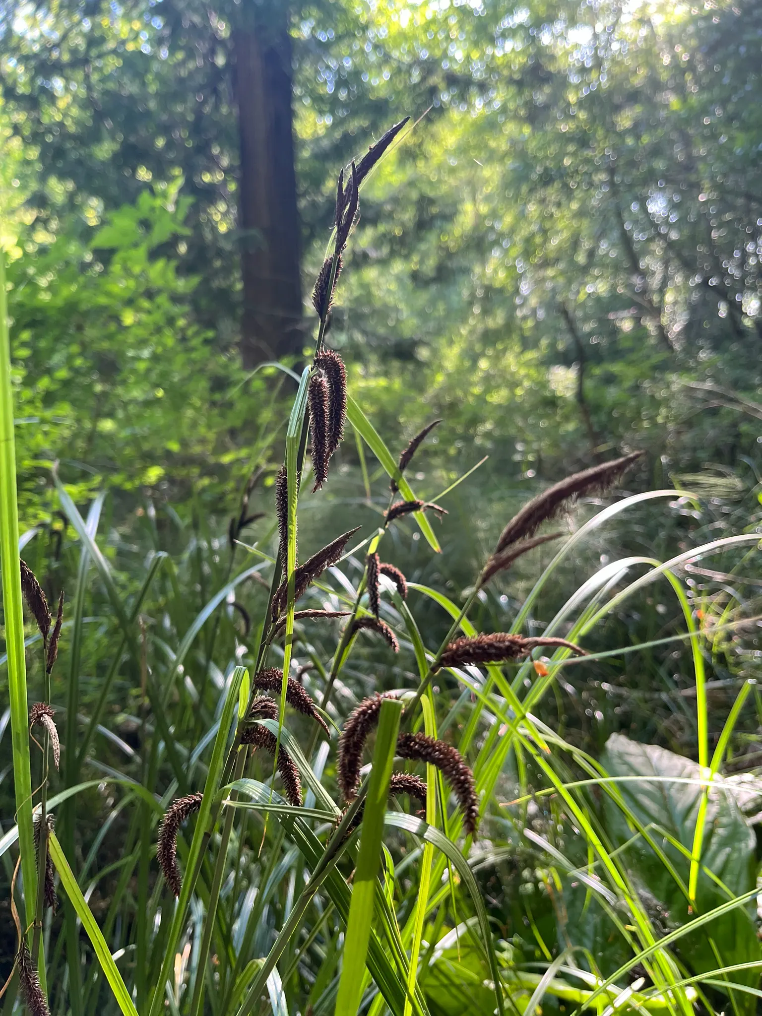 Slough Sedge (Carex Obnupta) — Slough Sedge produces inconspicuous brown flower spikes which later develop into seed heads