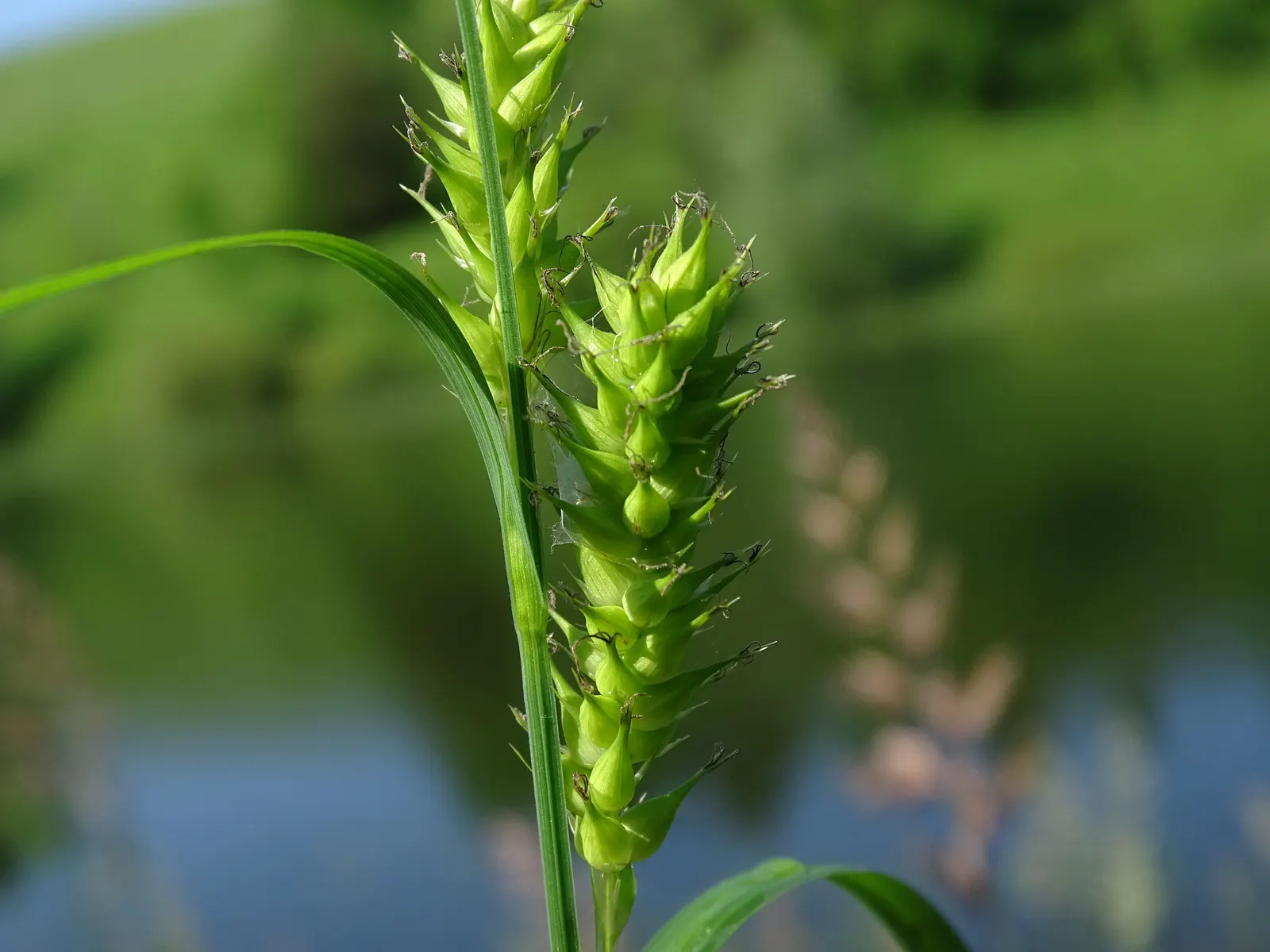 Slough Sedge (Carex Obnupta) — narrow leaves reaching up to 3 feet in height; or areas with poor drainage