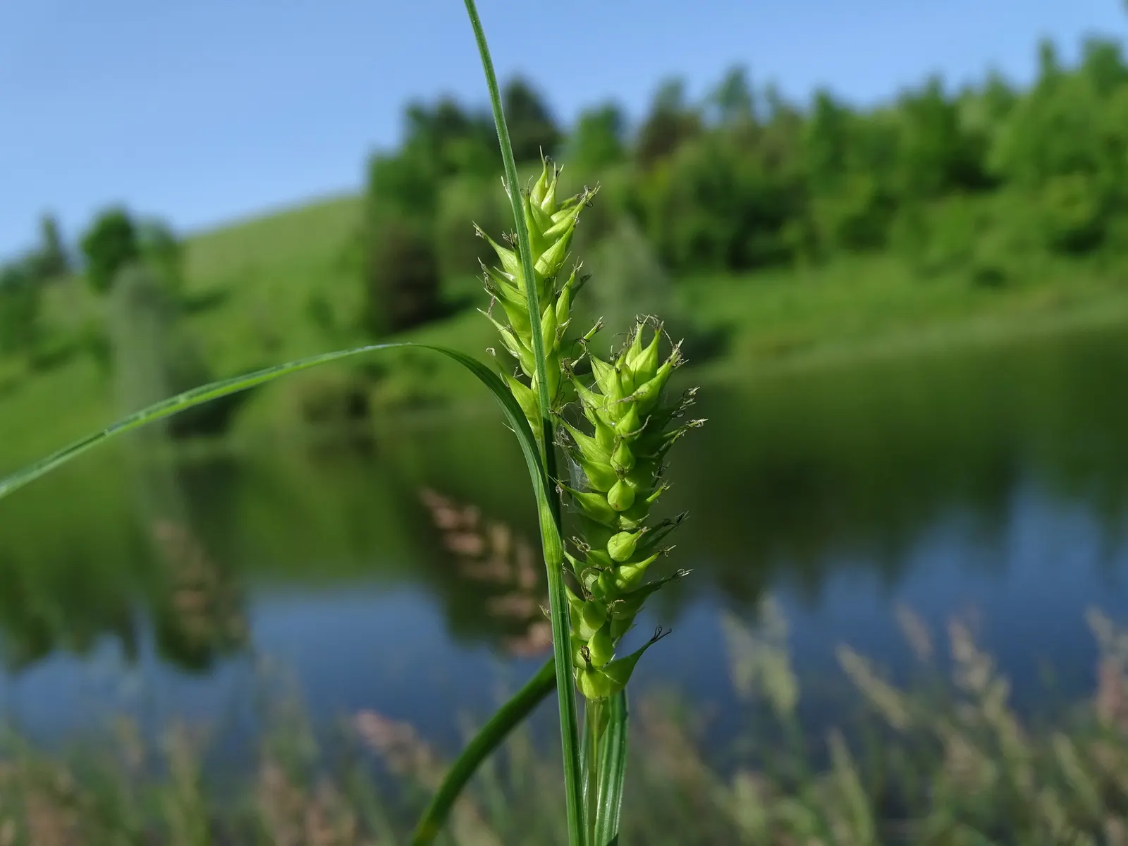 Slough Sedge (Carex Obnupta) — Slough Sedge produces inconspicuous brown flower spikes which later develop into seed heads; strap-like leaves that present a