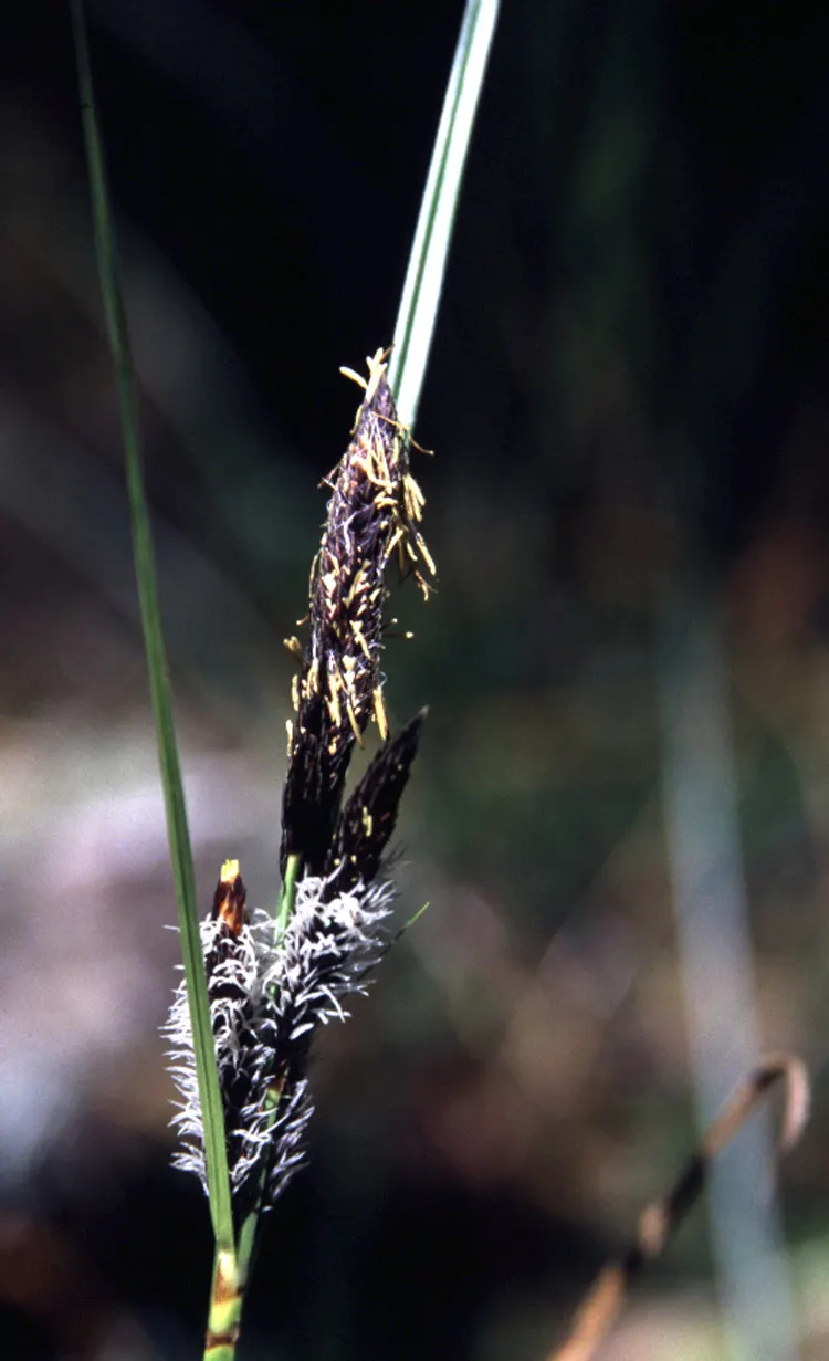 Slough Sedge (Carex Obnupta) — textured appearance throughout the year