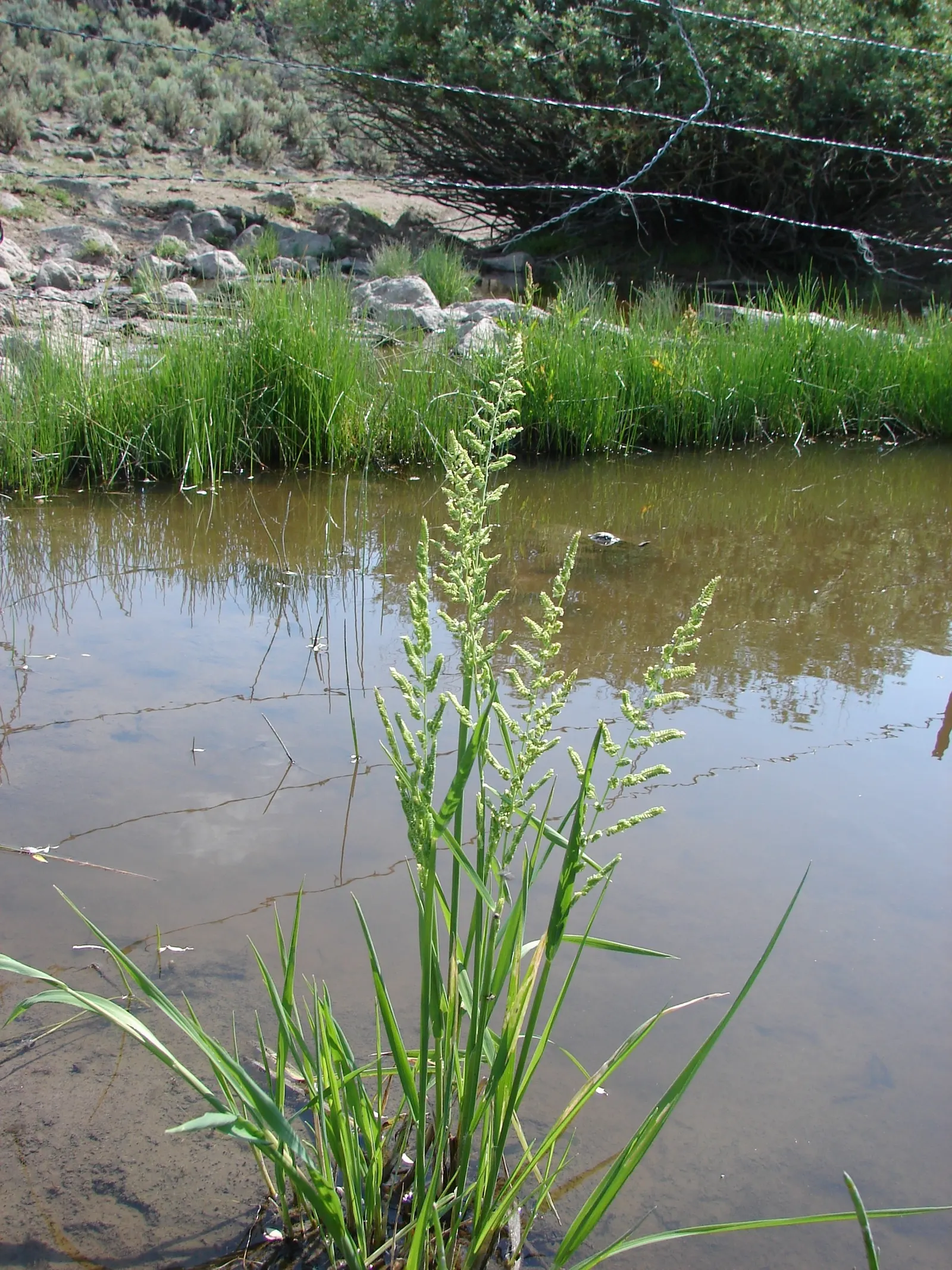 Slough Sedge (Carex Obnupta) — tussock-forming habit.<br><br>The foliage consists of bright green