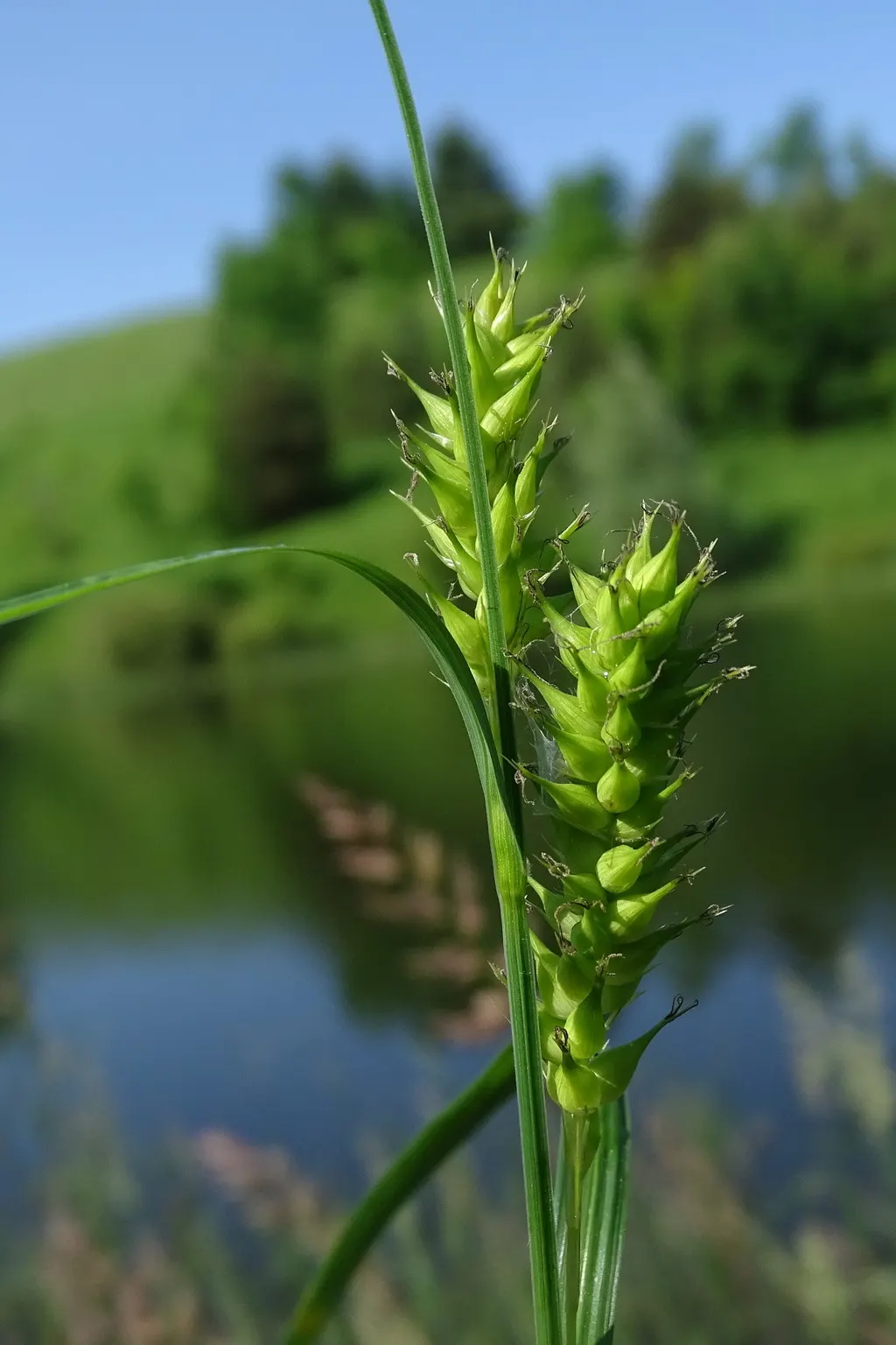 Slough Sedge (Carex Obnupta) — It typically grows to a height of 2 to 3 feet and spreads to about the same width; rounded clumps spreading up to 2 feet wide