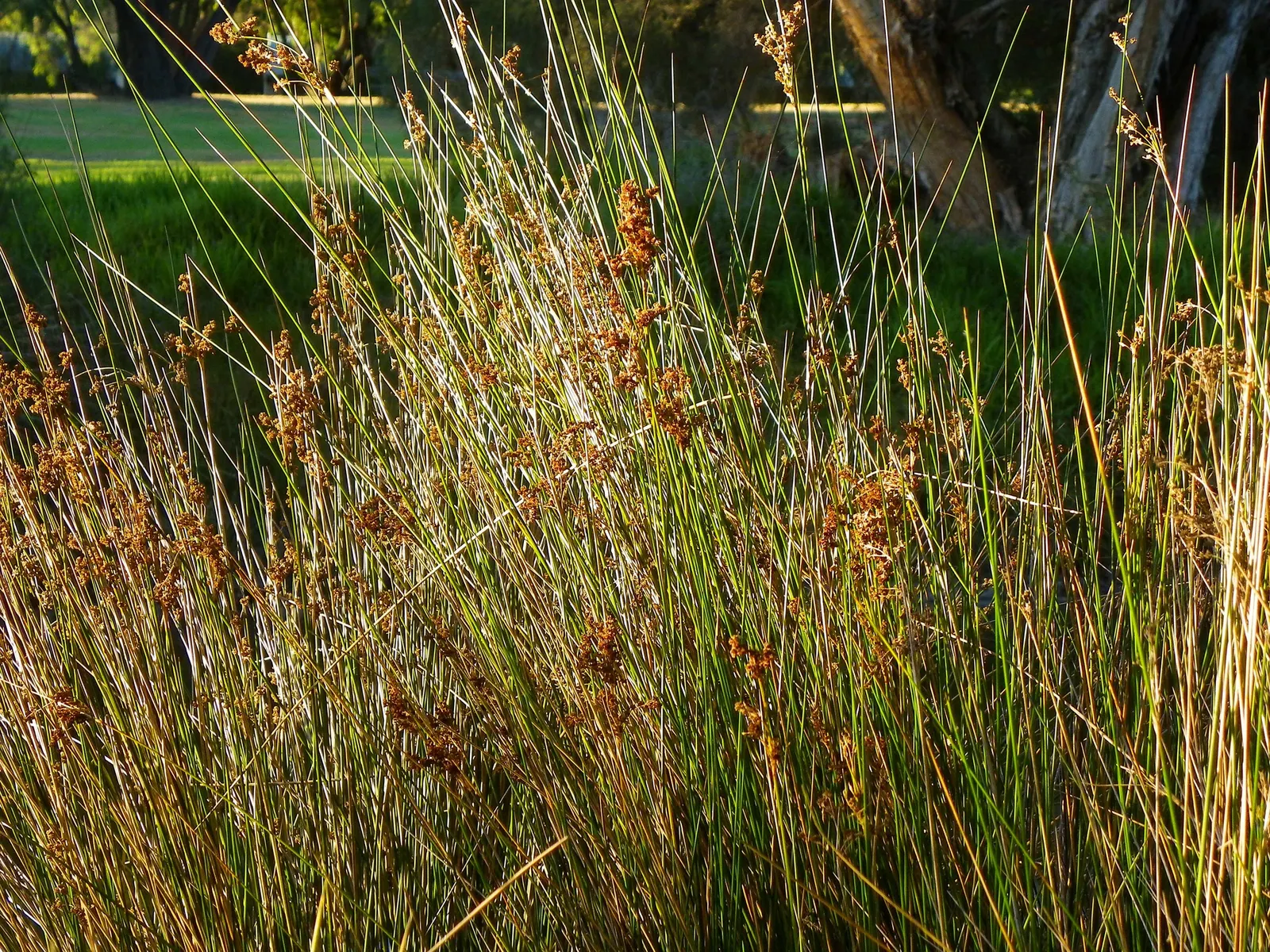 Javelin Rush (Juncus Pallidus) — it flourishes in full sun to partial shade