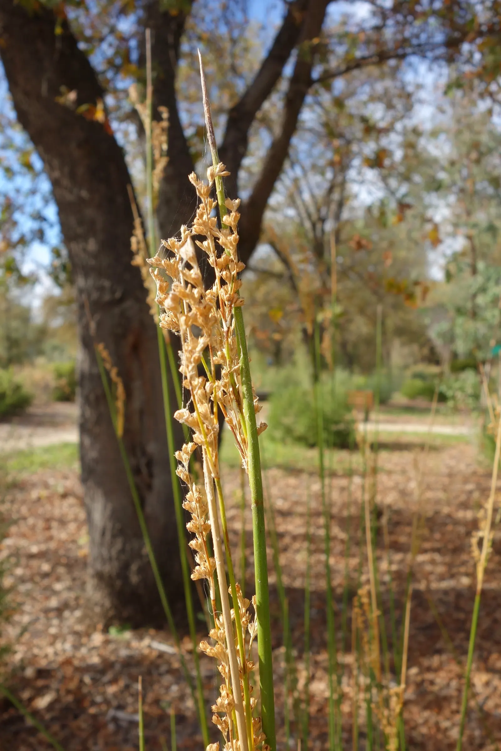 Javelin Rush (Juncus Pallidus) — cylindrical stems that reach heights of 4 to 6 feet