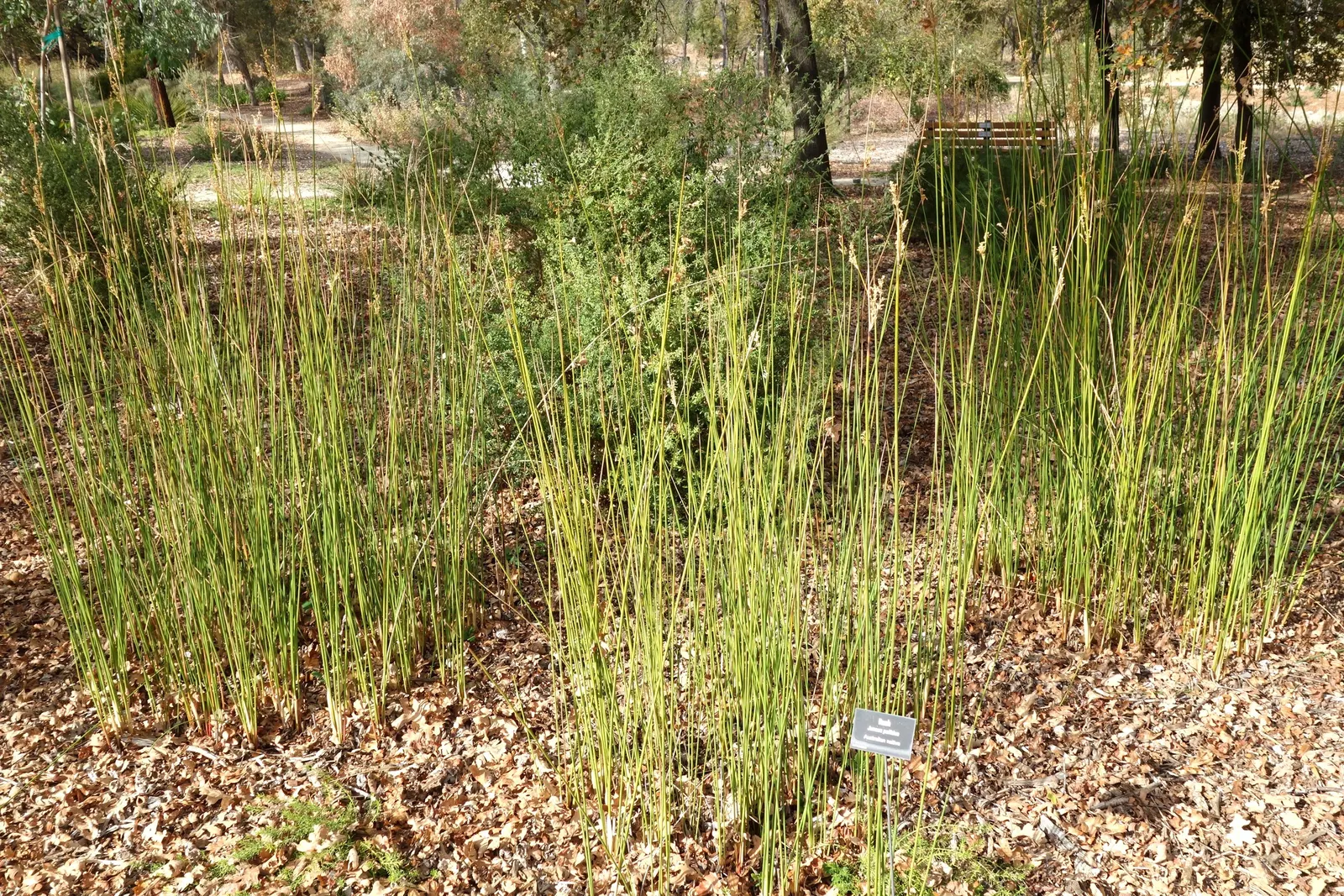 Javelin Rush (Juncus Pallidus) — Juncus pallidus, or Javelin Rush, is an evergreen perennial aquatic plant