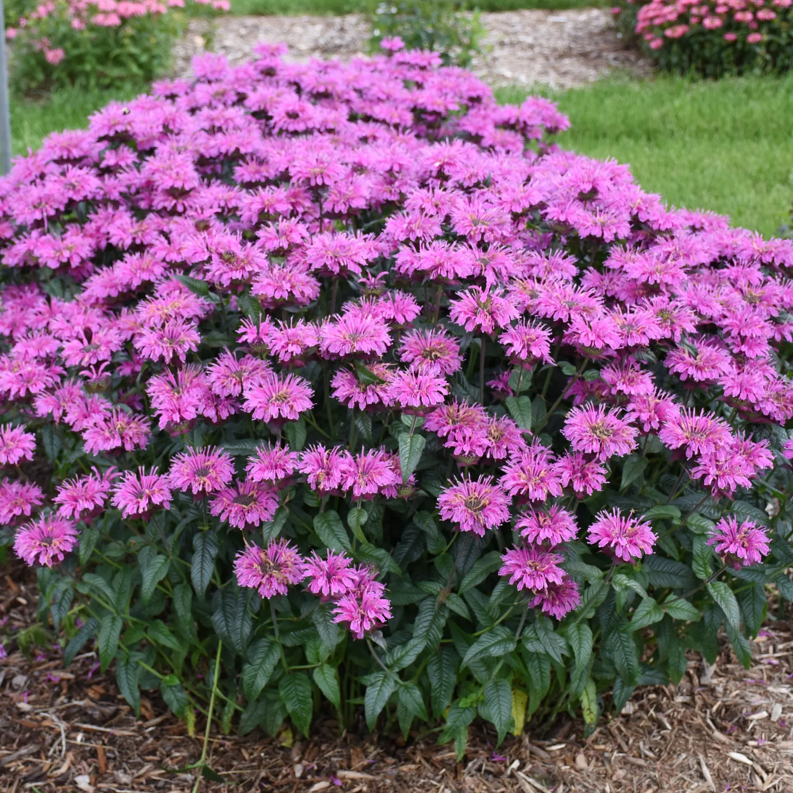 'Lavender Taffeta' Bee Balm (Monarda hybrid) — It grows 22-26 inches tall and spreads 28-30 inches wide
