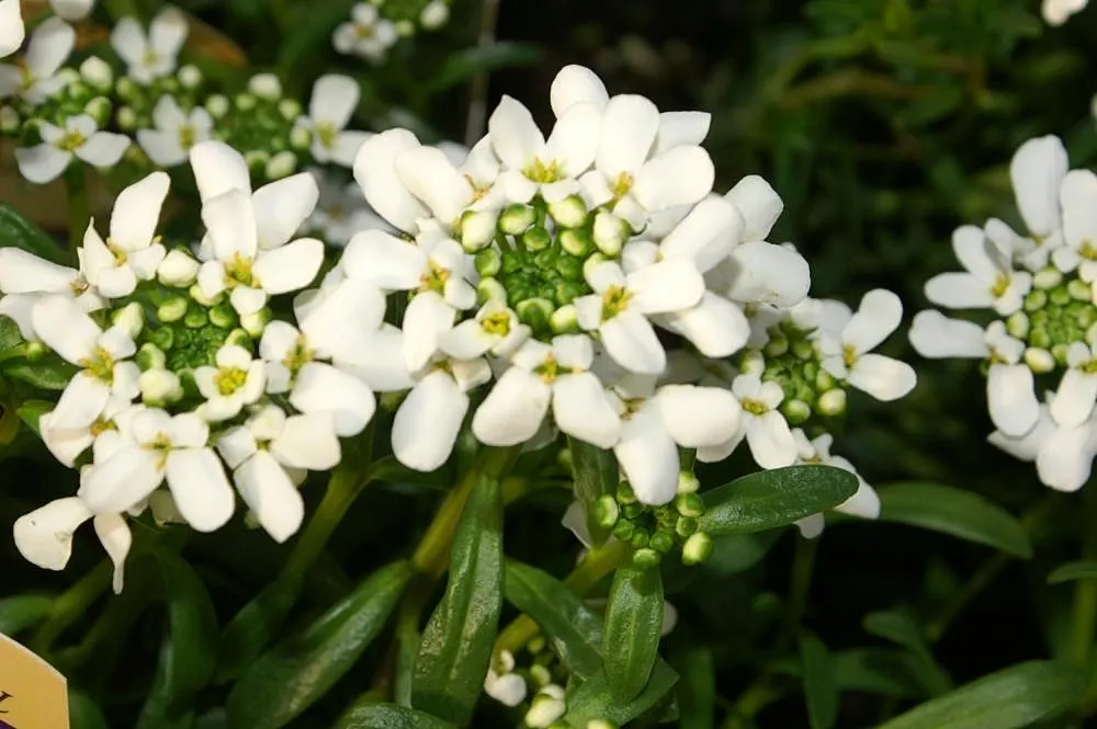 Little Gem Evergreen Candytuft (Iberis Sempervirens 'Little Gem') — is a compact perennial with a lush mound of glossy