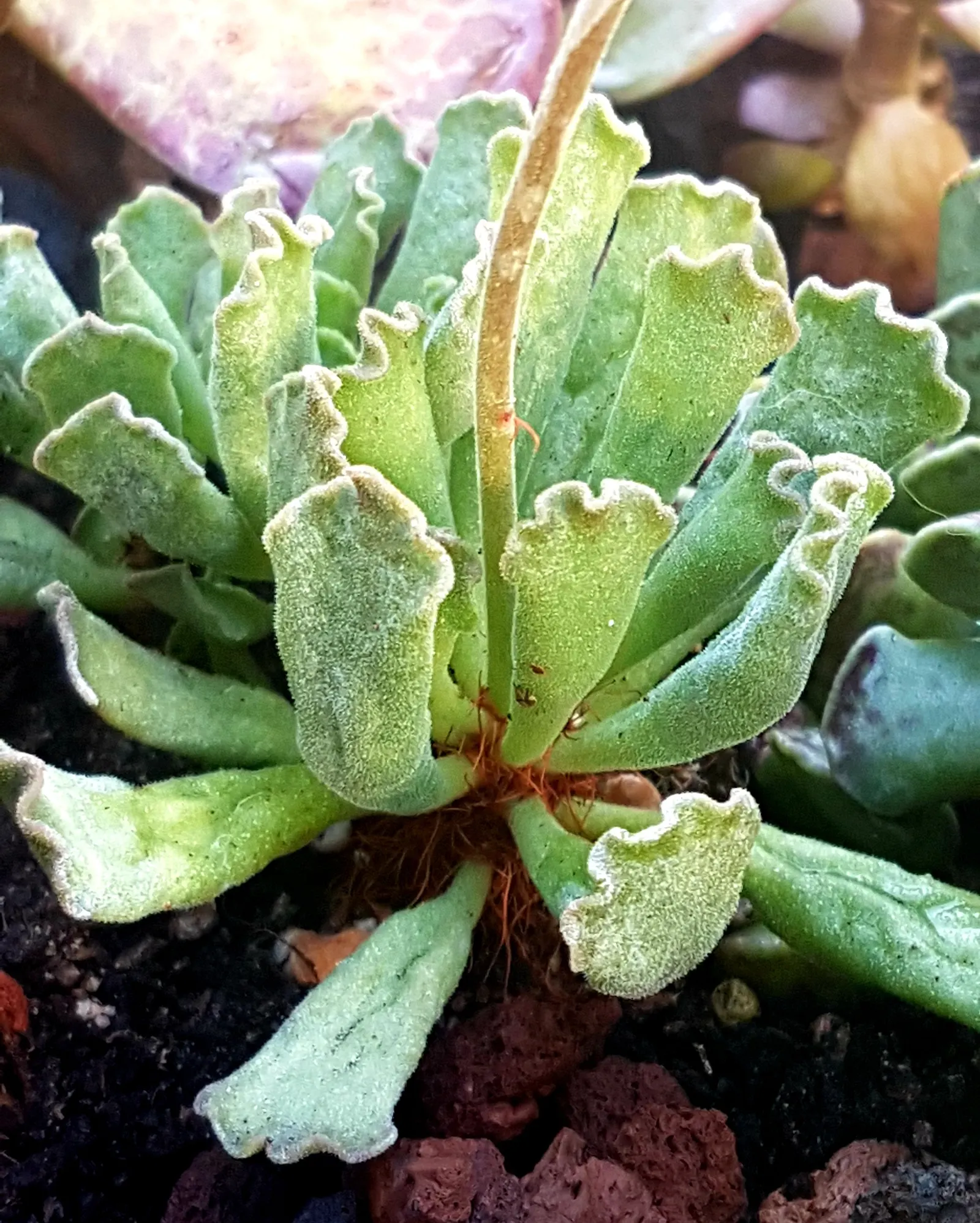 Crinkle-Leaf Plant (Adromischus Cristatus) — Characterized by its fleshy