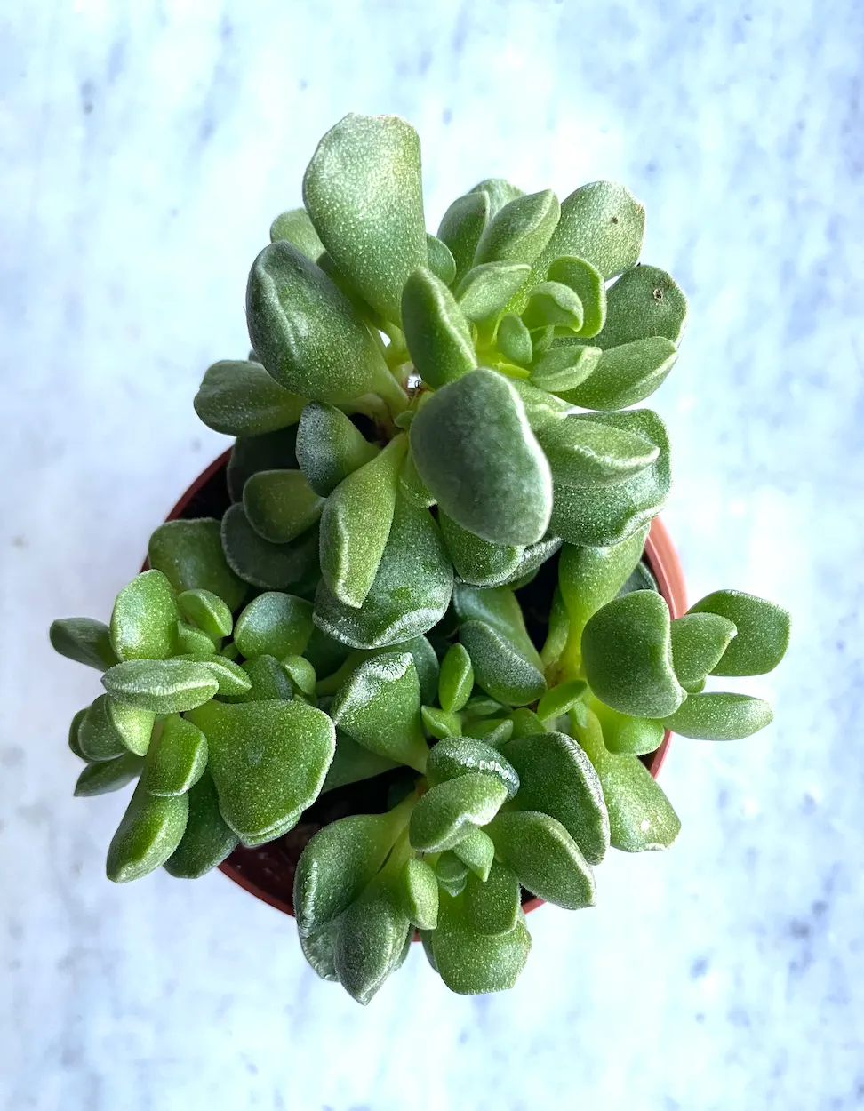 Crinkle-Leaf Plant (Adromischus Cristatus) — it thrives in USDA hardiness zones 9 to 11 and prefers a climate with minimal frosts