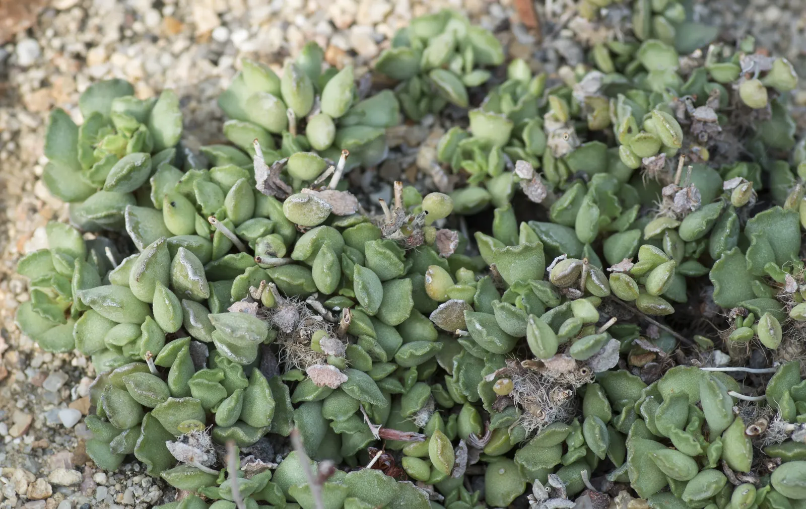 Crinkle-Leaf Plant (Adromischus Cristatus) — Originating from South Africa