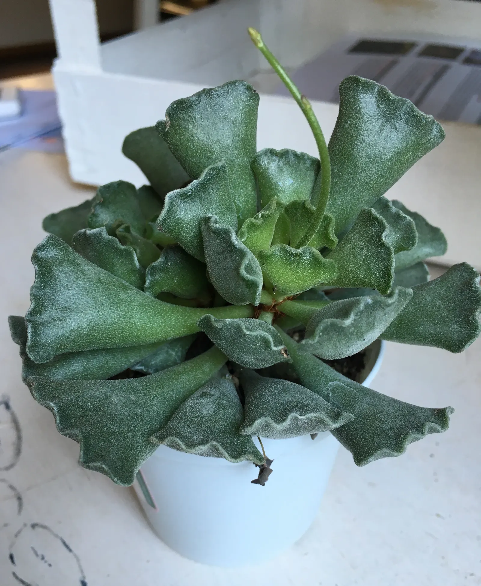 Crinkle-Leaf Plant (Adromischus Cristatus) — especially suited for xeriscaping or rock gardens