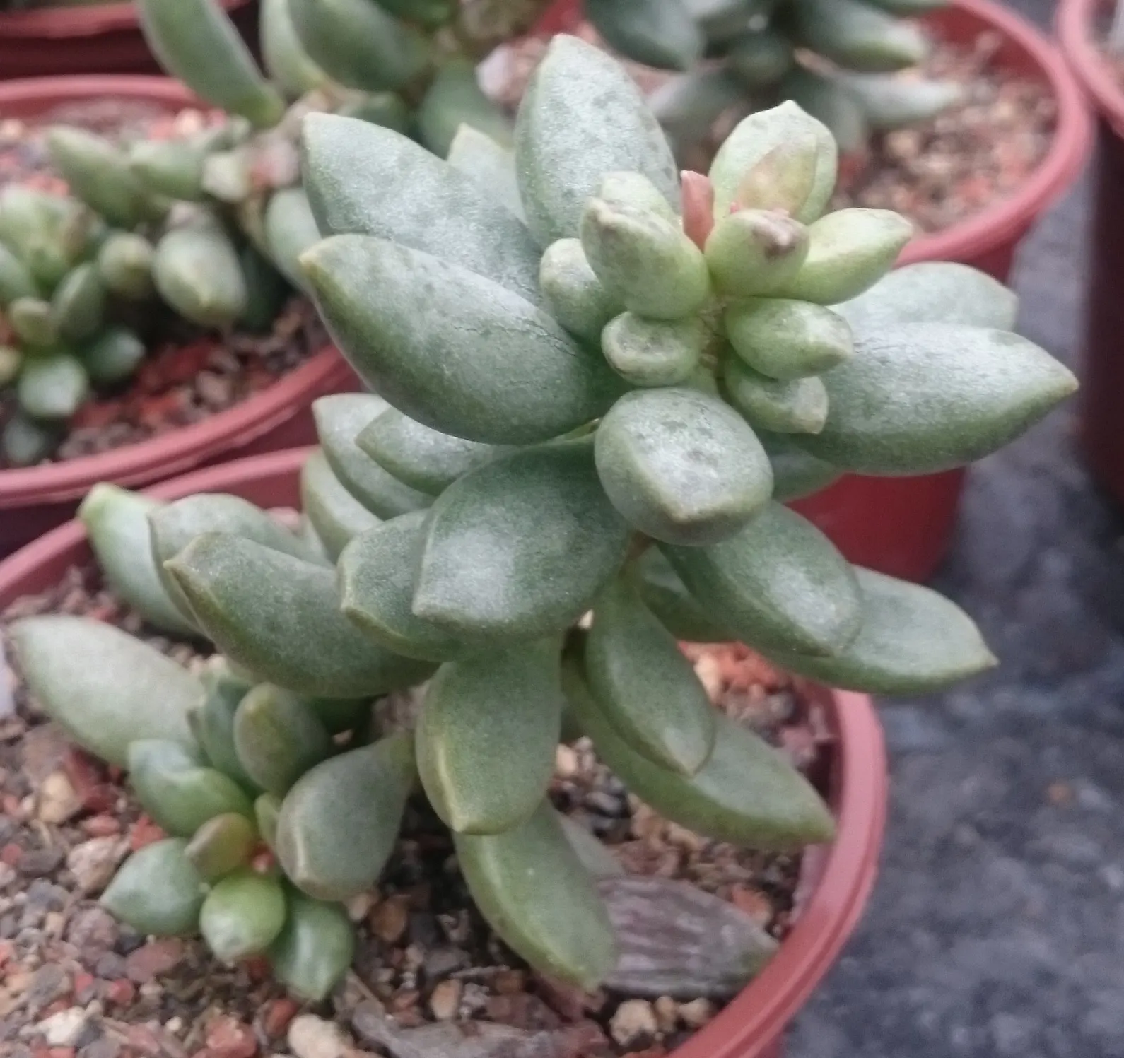 Crinkle-Leaf Plant (Adromischus Cristatus) — is a charming succulent that adds a unique texture to garden compositions