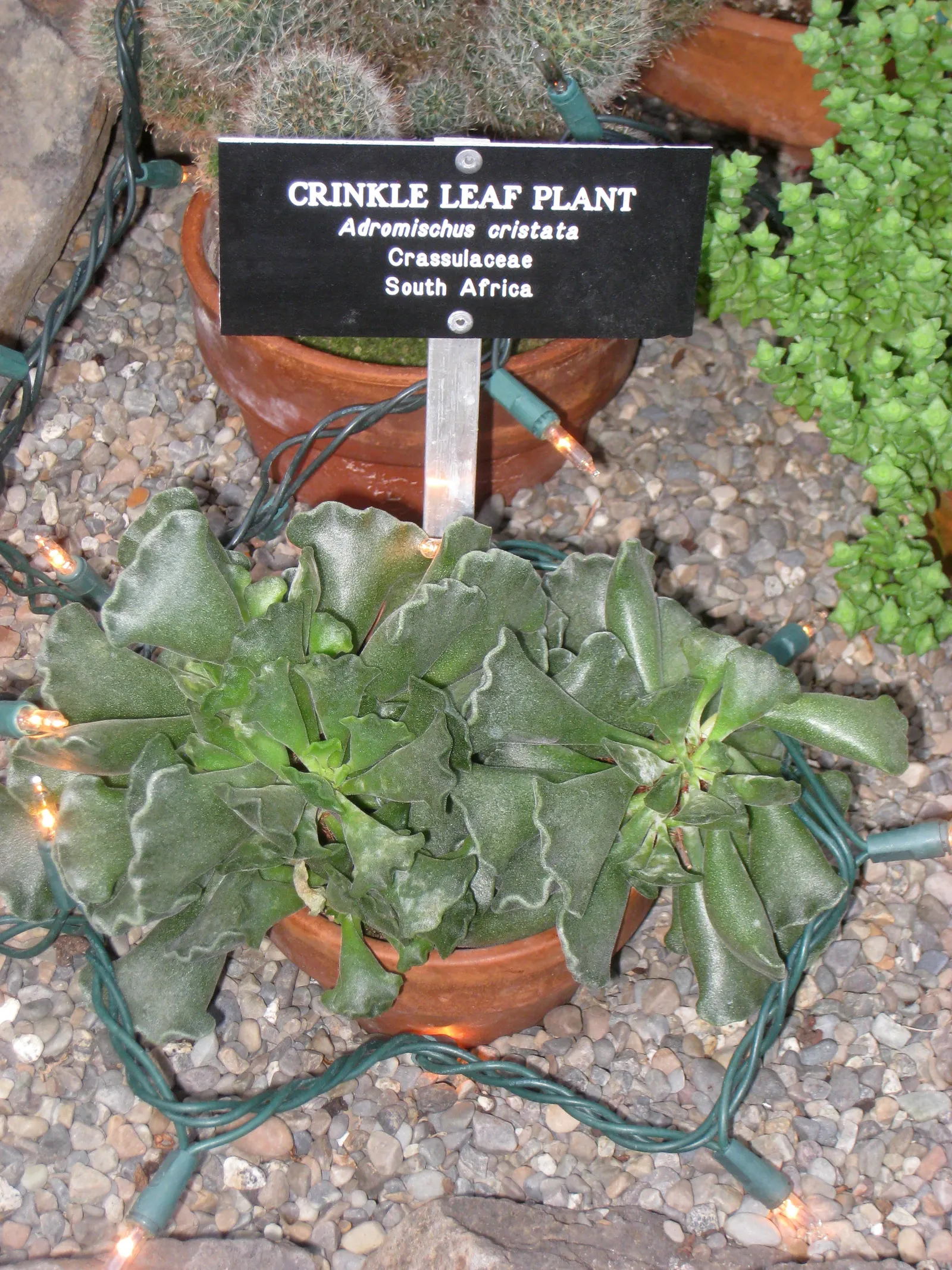 Crinkle-Leaf Plant (Adromischus Cristatus) — rarely exceeding 6 inches in height and spread