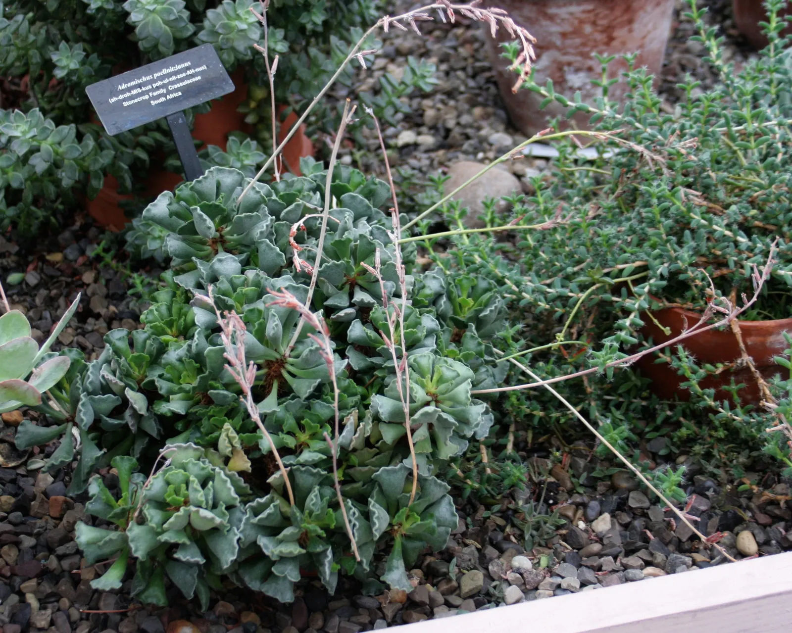 Crinkle-Leaf Plant (Adromischus Cristatus) — is a succulent prized for its distinctive wavy