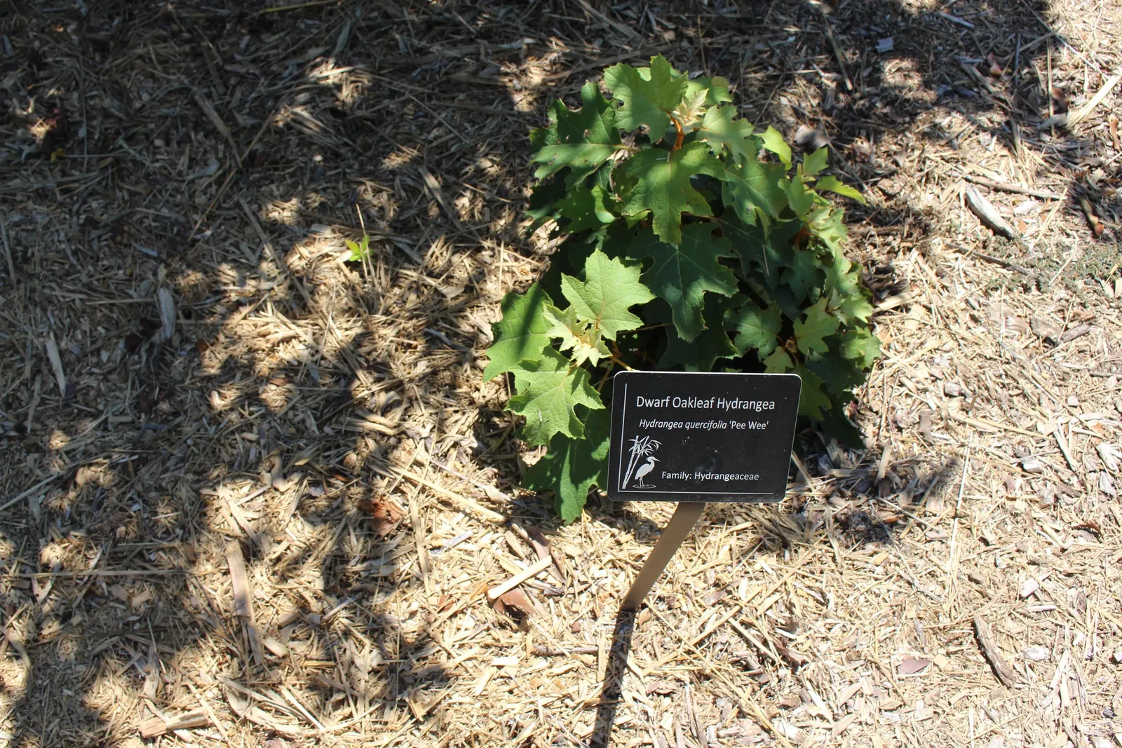 Pee Wee Oak Leaf Hydrangea (Hydrangea Quercifolia 'Pee Wee') — The Hydrangea quercifolia 'Pee Wee' is a compact deciduous shrub, growing 3-4 feet tall and wide