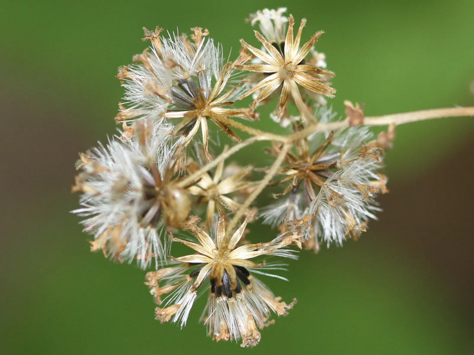 White Snakeroot (Ageratina Altissima) — they create a dramatic effect.<br><br>Care should be taken; commonly referred to as White Snakeroot