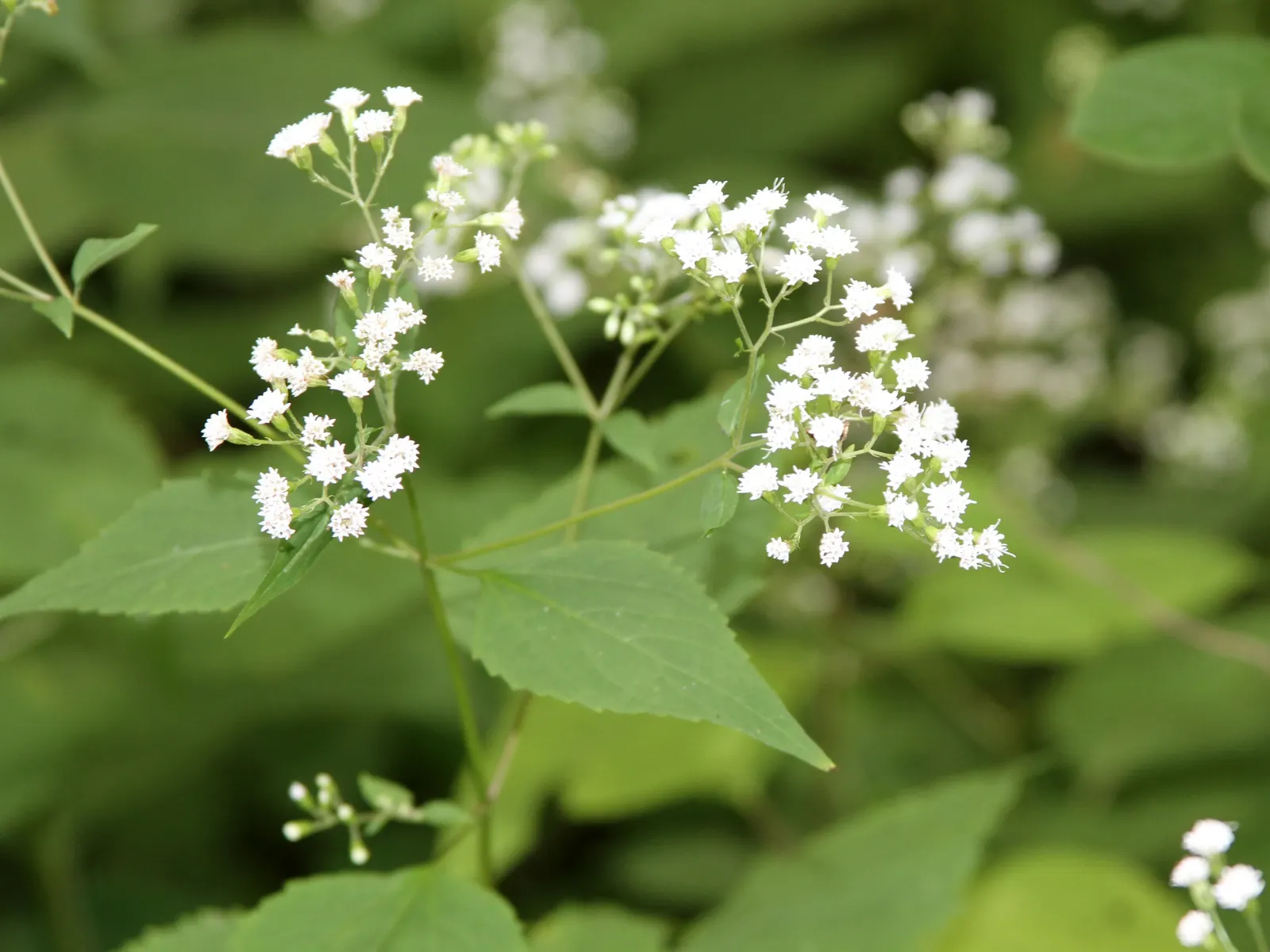White Snakeroot (Ageratina Altissima) — Informing the client of the potential toxicity is crucial; space plants approximately 18-24 inches apart, image 61