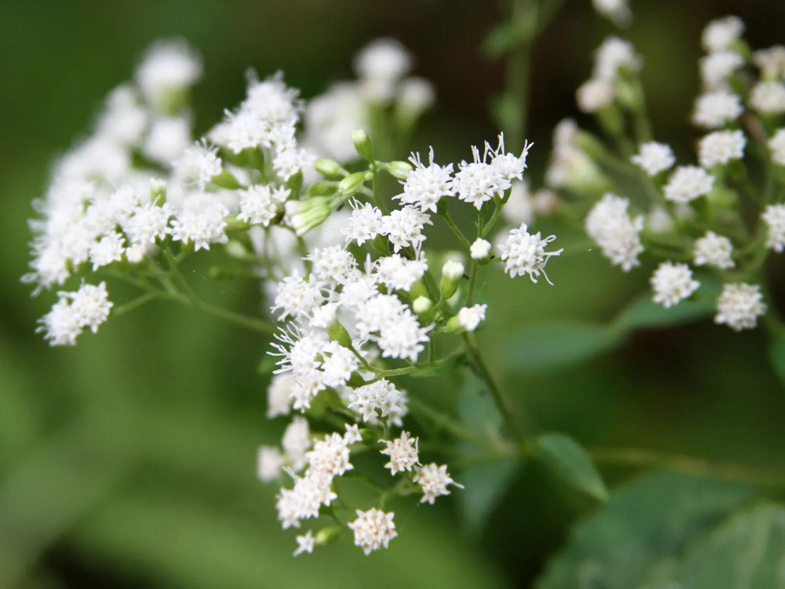 White Snakeroot (Ageratina Altissima) — well-draining soils but demonstrates adaptability to a range of soil types; as all parts of Ageratina, image 56