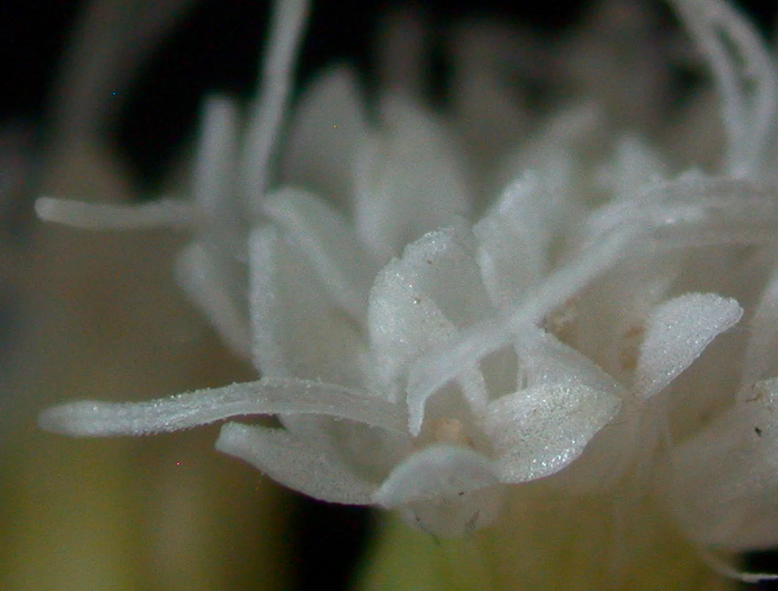White Snakeroot (Ageratina Altissima) — Renowned for its late-summer bloom of fluffy white flower clusters; the plant can spread vigorously, so, image 47