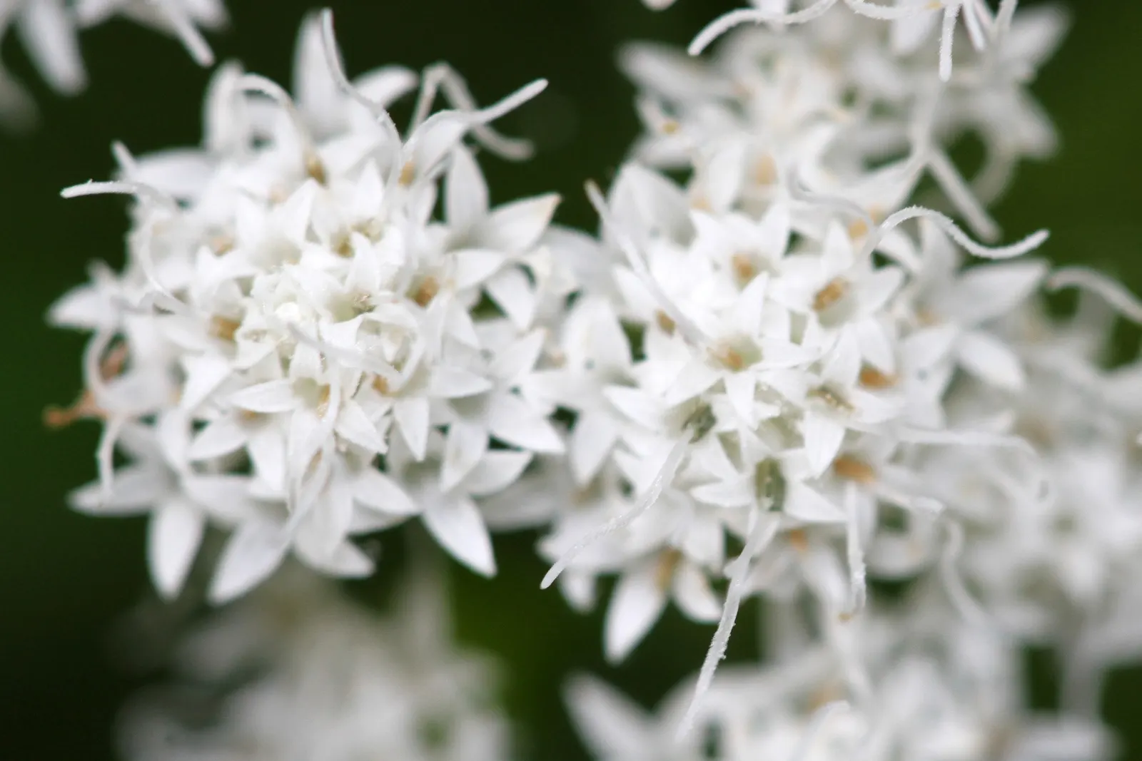 White Snakeroot (Ageratina Altissima) — Informing the client of the potential toxicity is crucial; space plants approximately 18-24 inches apart, image 105