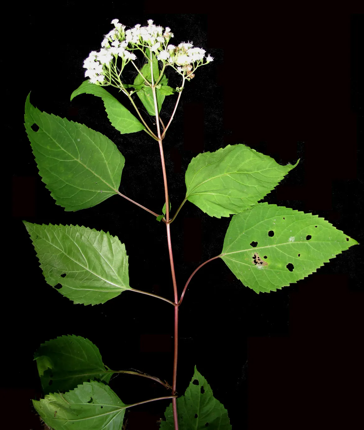 White Snakeroot (Ageratina Altissima) — Each flower head is relatively tiny; perennial for half, image 79