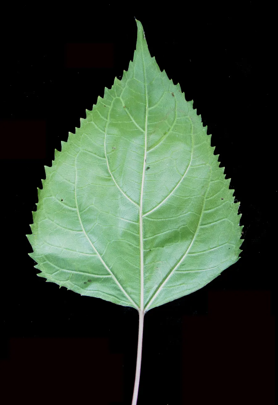White Snakeroot (Ageratina Altissima) — Despite its beauty, it is hazardous to livestock and can indirectly affect humans through dairy products