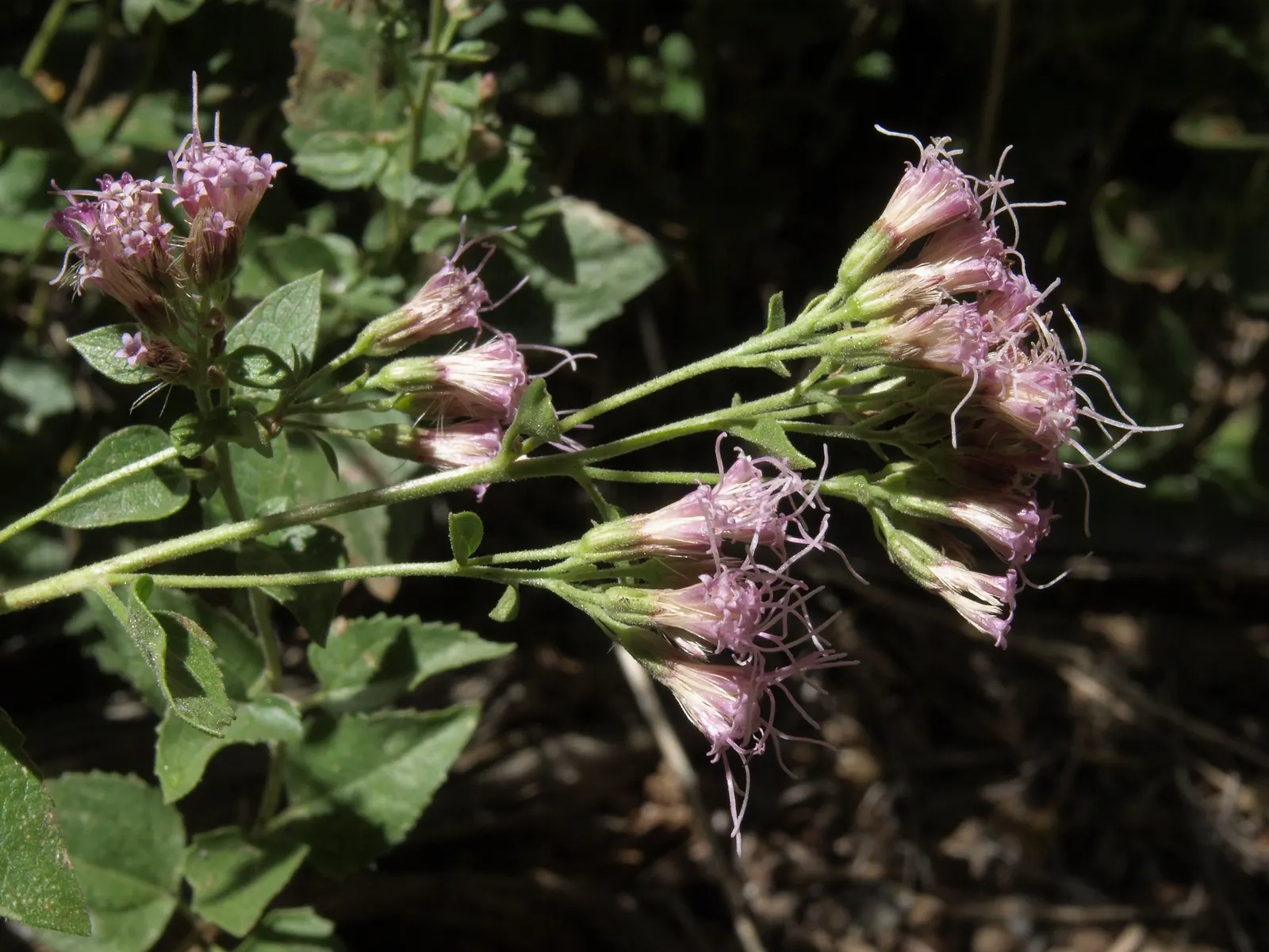 White Snakeroot (Ageratina Altissima) — perennial for half; also, being a native species, it aids in fostering local biodiversity, image 88