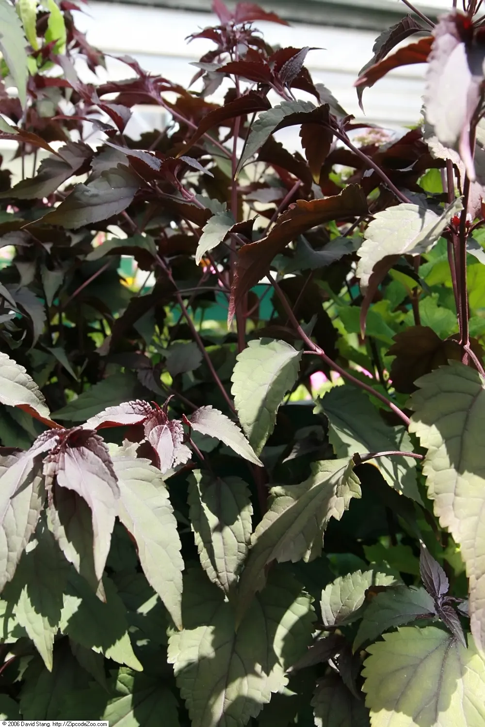 White Snakeroot (Ageratina Altissima) — White Snakeroot (Ageratina altissima) is a perennial herb that thrives in partial shade; this North, image 67