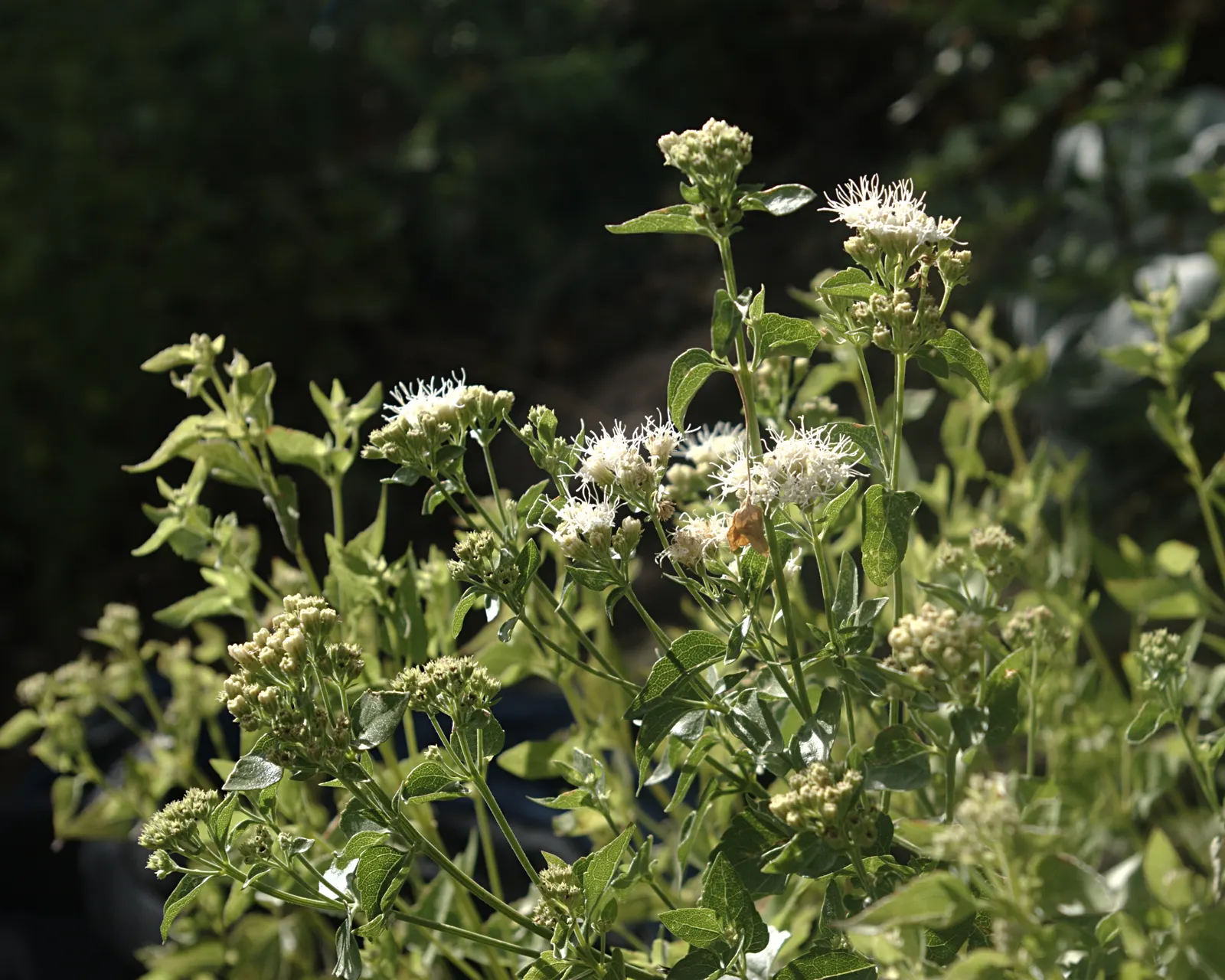 White Snakeroot (Ageratina Altissima) — perennial for half; also, being a native species, it aids in fostering local biodiversity