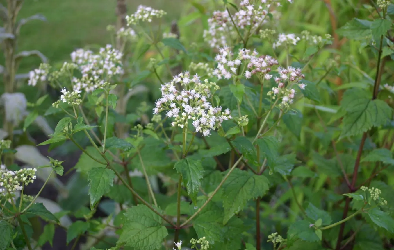 White Snakeroot (Ageratina Altissima) — making it an excellent understorey component or a component for areas with dappled sunlight; is a perennial, image 55