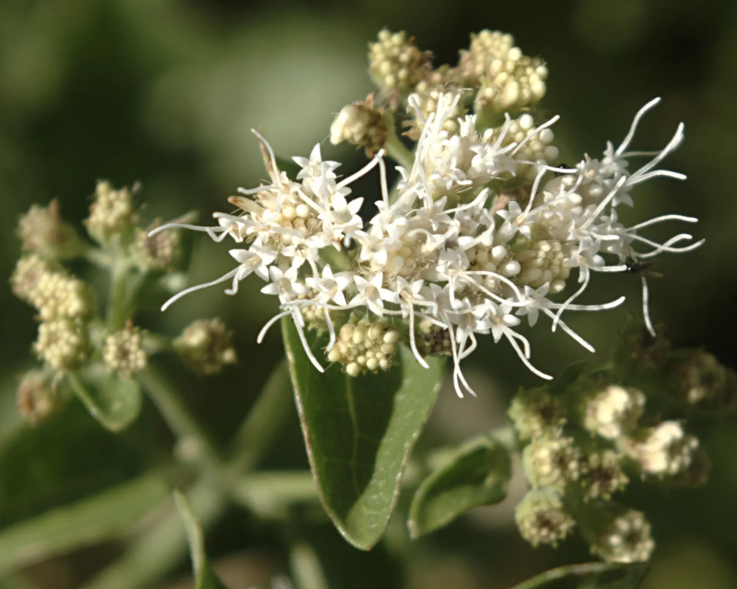 White Snakeroot (Ageratina Altissima) — it's a hardy choice that attracts pollinators while being wary around pets due to toxicity; growing to a, image 49
