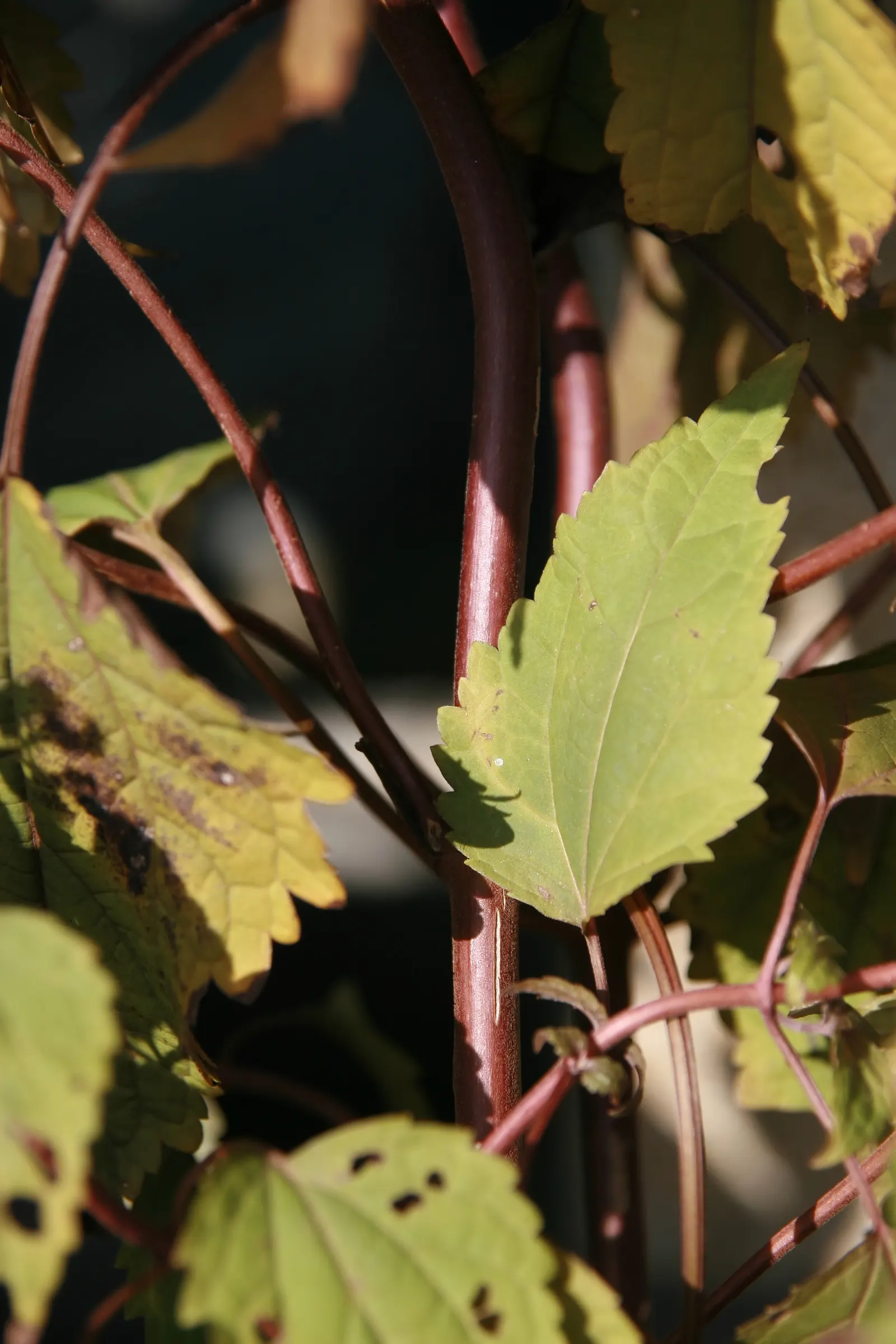 White Snakeroot (Ageratina Altissima) — Each flower head is relatively tiny