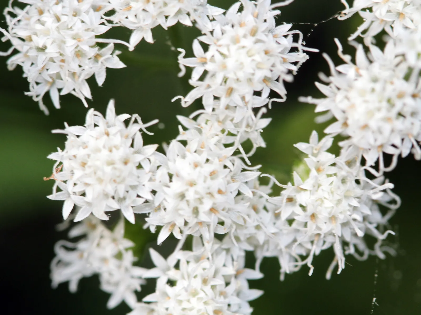 White Snakeroot (Ageratina Altissima) — perennial with white blooms; well-draining soils but demonstrates adaptability to a range of soil types, image 65