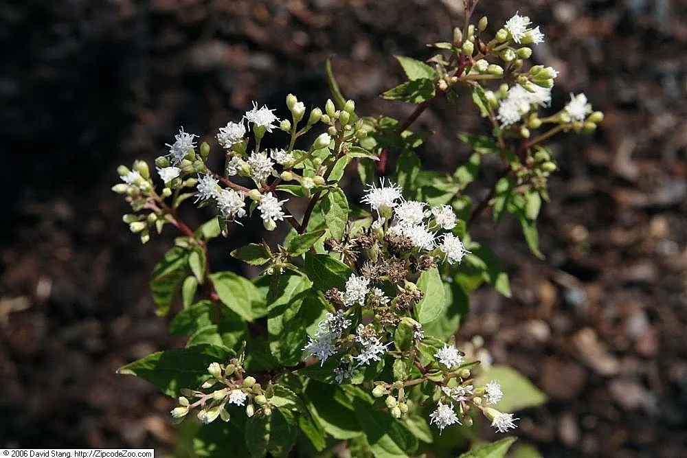 White Snakeroot (Ageratina Altissima) — This North American native plant typically flourishes in hardiness zones 4 through 8; despite its beauty, image 75