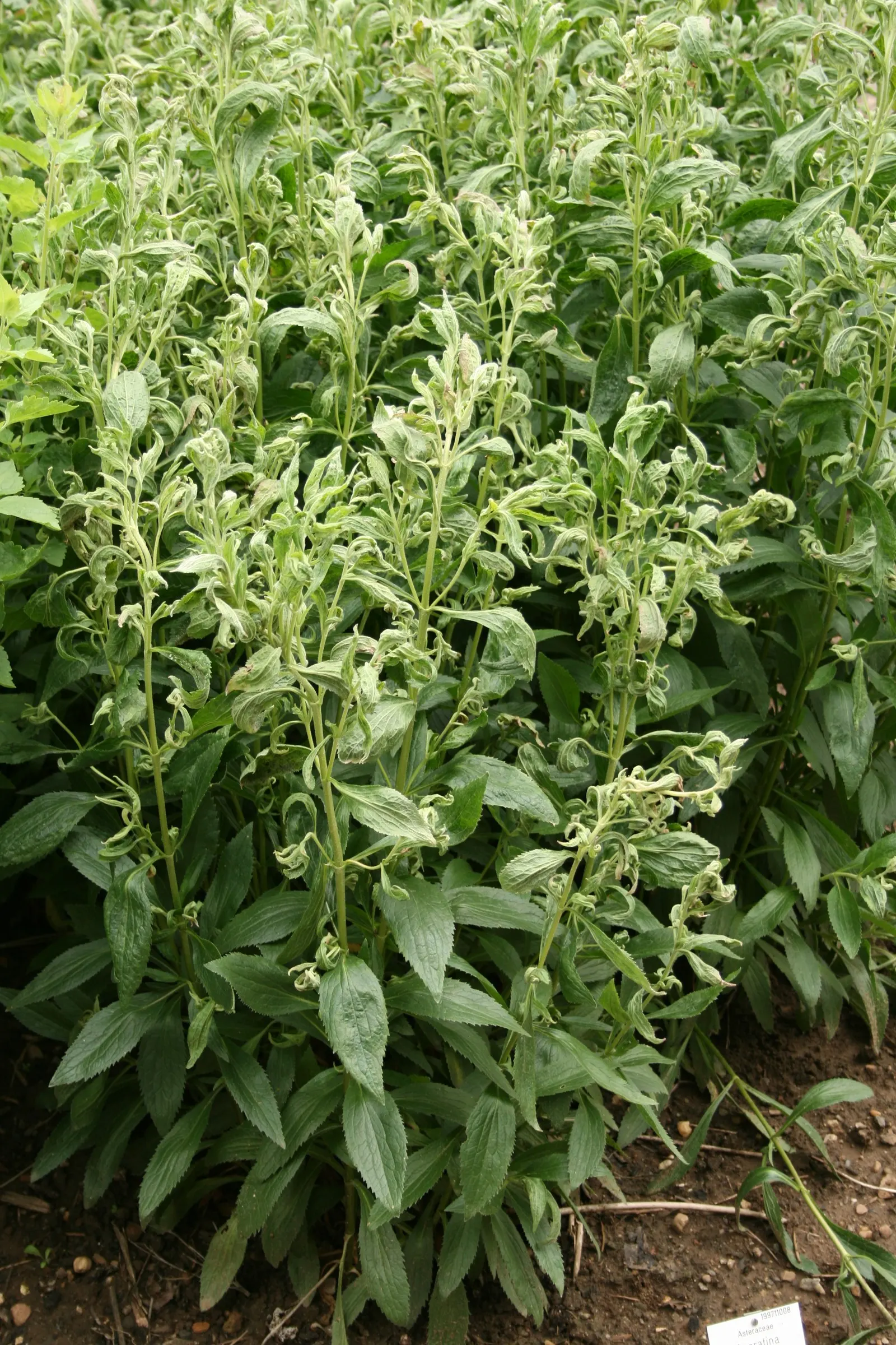 White Snakeroot (Ageratina Altissima) — Renowned for its late-summer bloom of fluffy white flower clusters; the plant can spread vigorously, so periodic