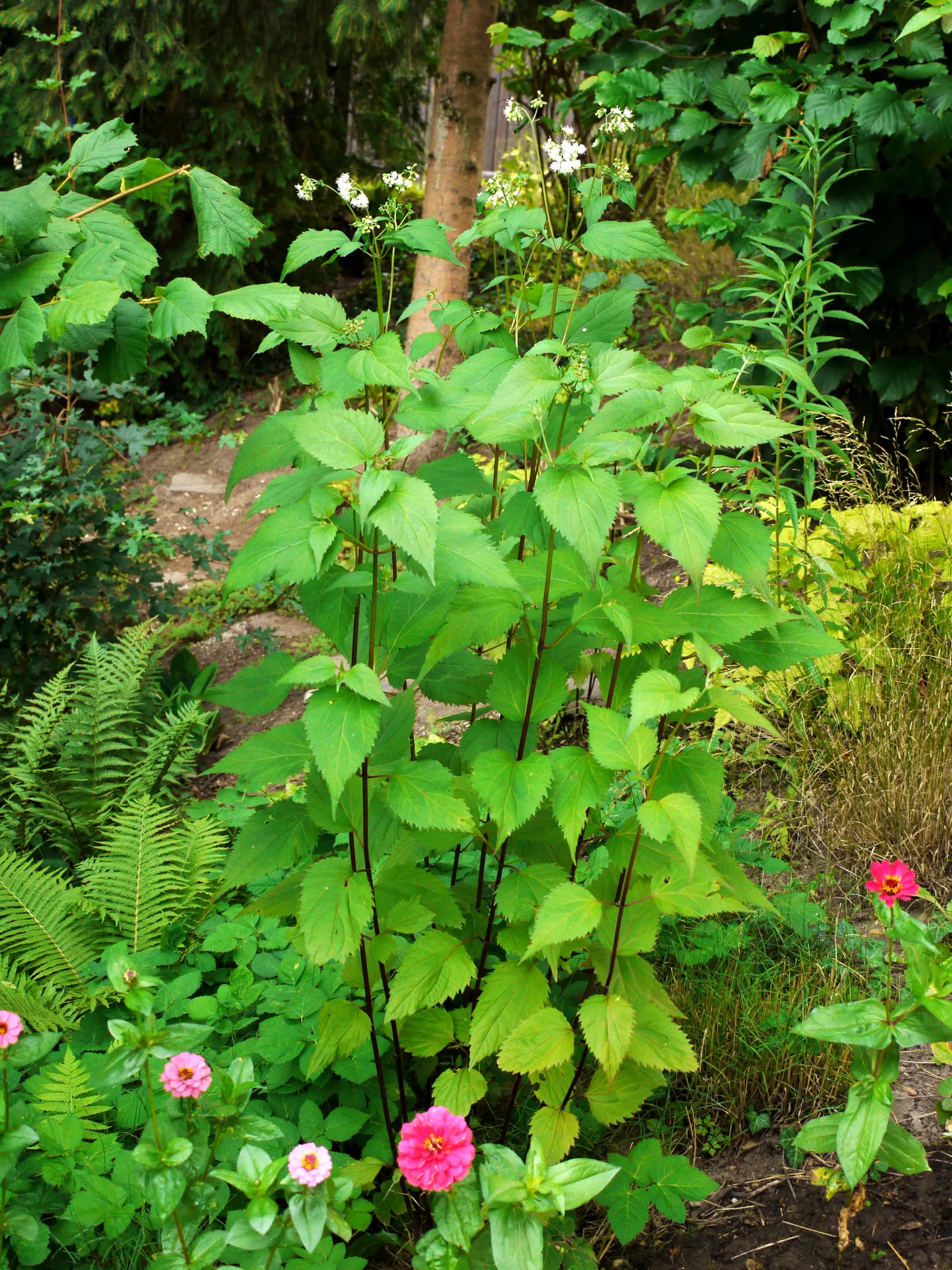 White Snakeroot (Ageratina Altissima) — commonly referred to as White Snakeroot