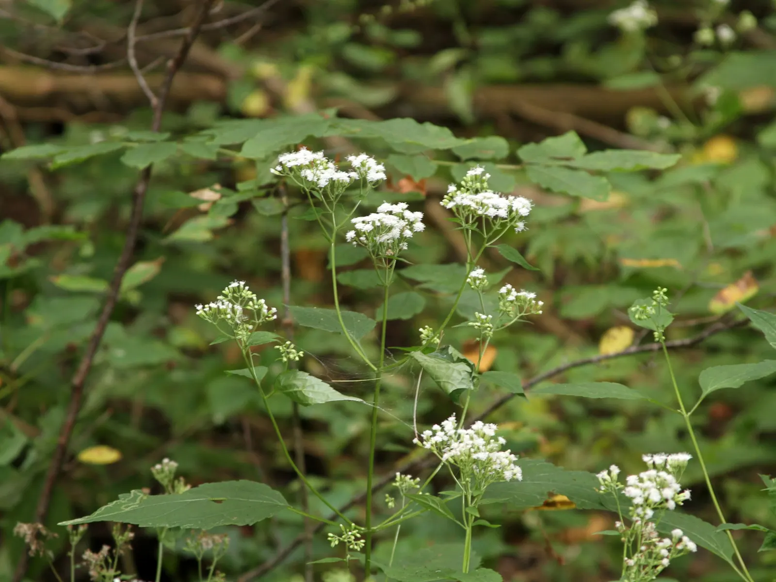 White Snakeroot (Ageratina Altissima) — as all parts of Ageratina altissima contain tremetol