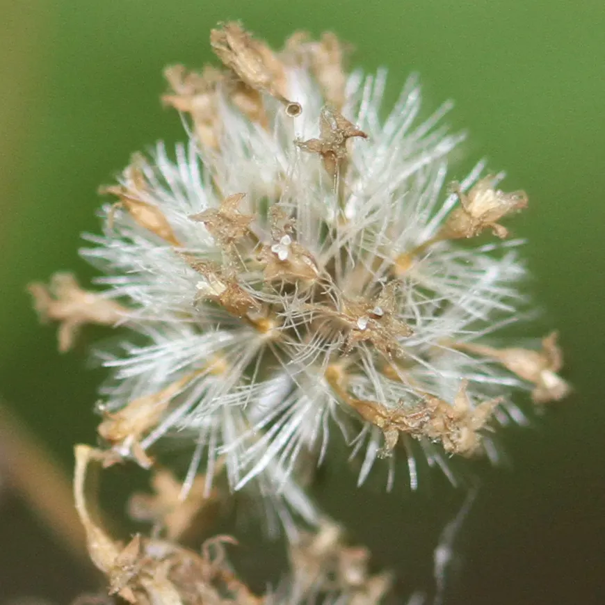White Snakeroot (Ageratina Altissima) — This North American native plant typically flourishes in hardiness zones 4 through 8; despite its beauty, it is