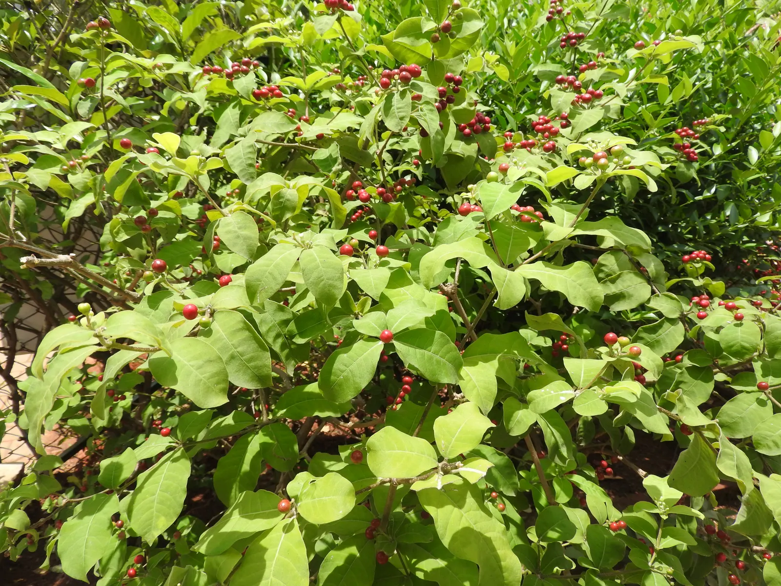 White Snakeroot (Ageratina Altissima) — as all parts of Ageratina altissima contain tremetol; they create a dramatic effect.<br><br>Care should be taken