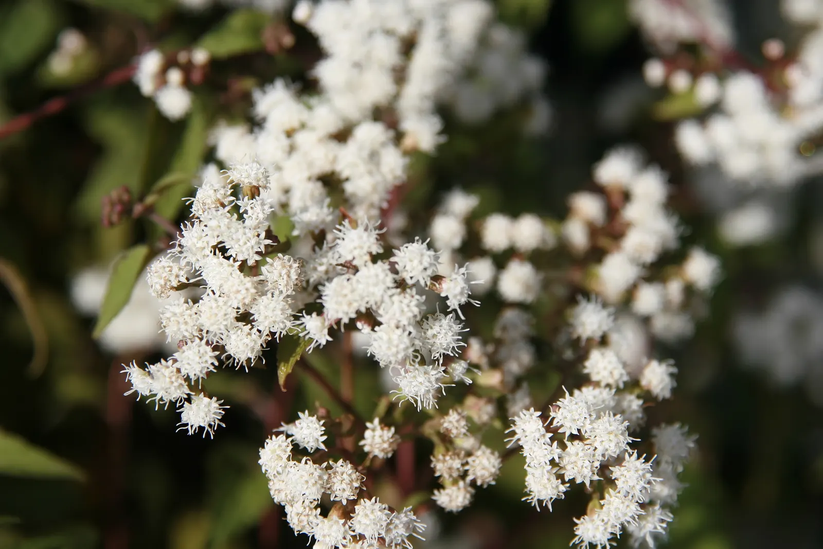 White Snakeroot (Ageratina Altissima) — as all parts of Ageratina altissima contain tremetol; they create a dramatic effect.<br><br>Care should be, image 59