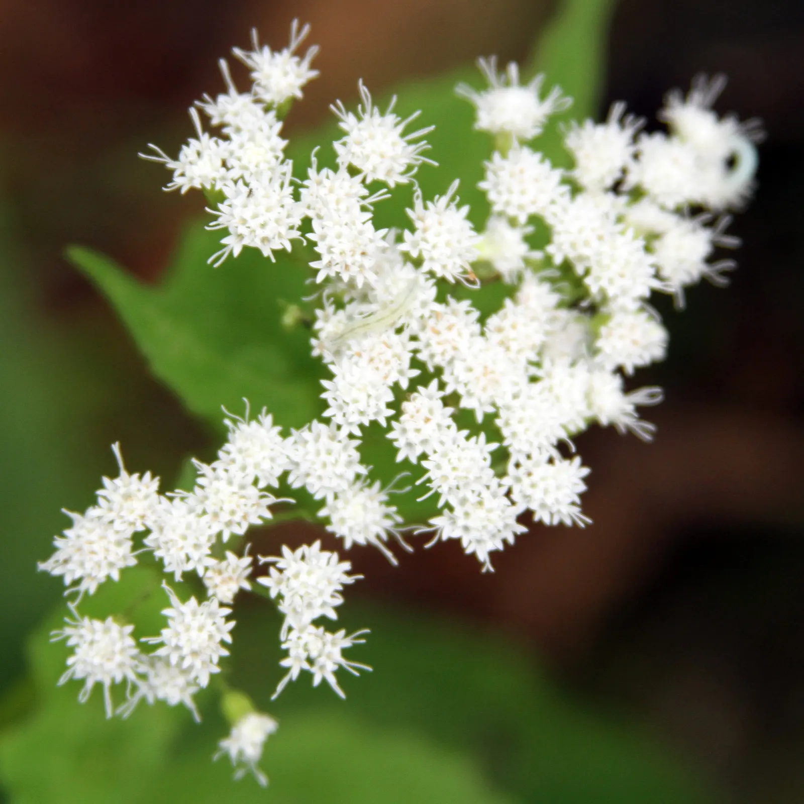 White Snakeroot (Ageratina Altissima) — White Snakeroot (Ageratina altissima) is a perennial herb that thrives in partial shade; this North, image 45