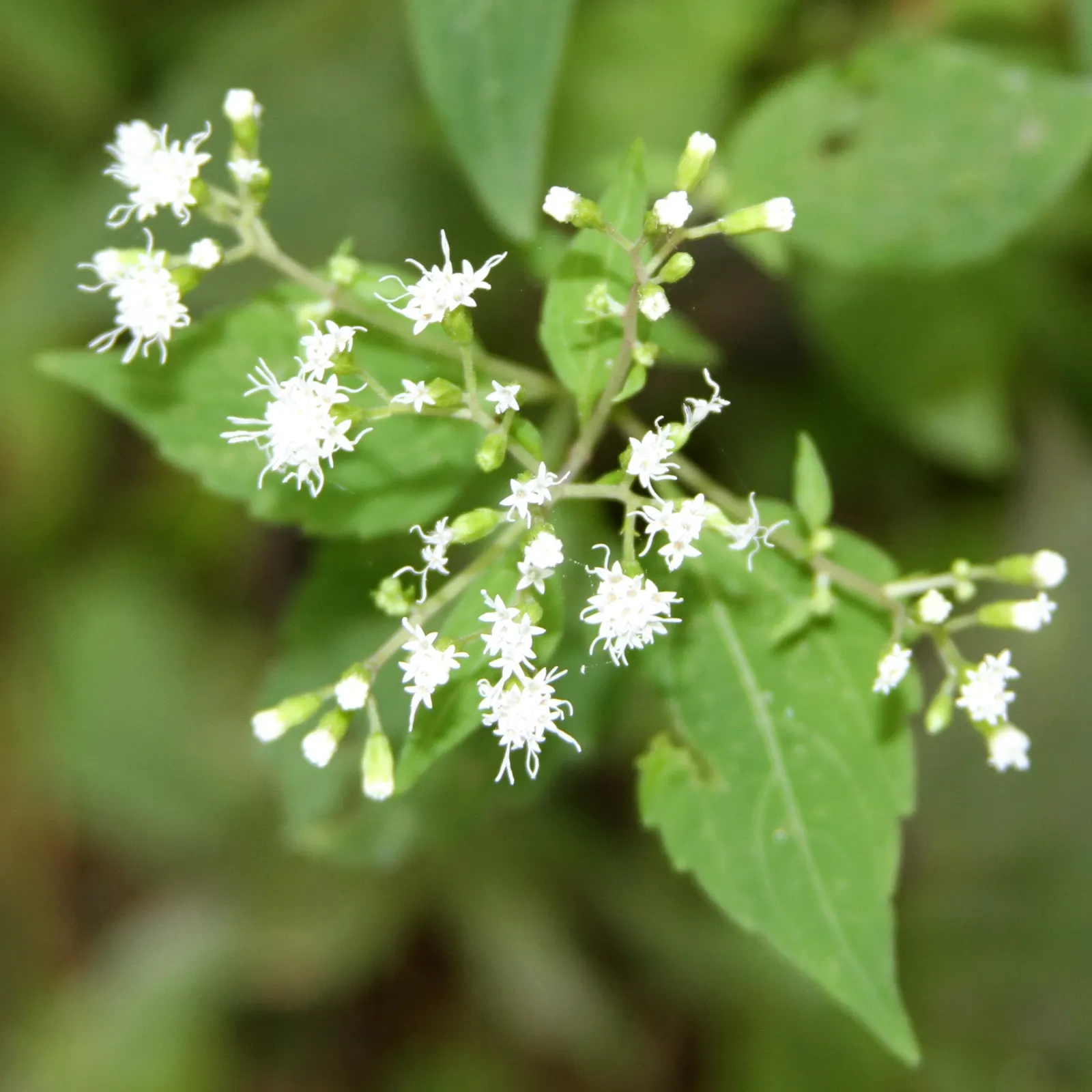 White Snakeroot (Ageratina Altissima) — This North American native plant typically flourishes in hardiness zones 4 through 8; despite its beauty, image 97