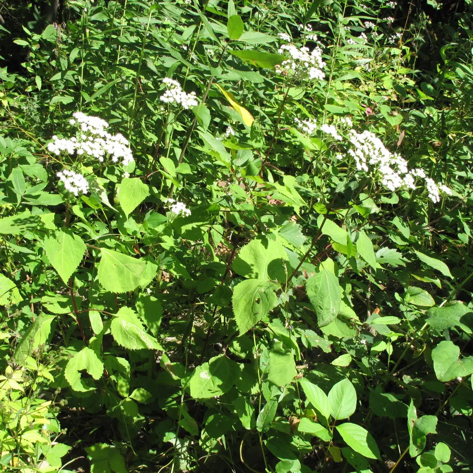 White Snakeroot (Ageratina Altissima) — is a perennial herb that adds a touch of delicate charm to any tempered landscape; this North American native plant