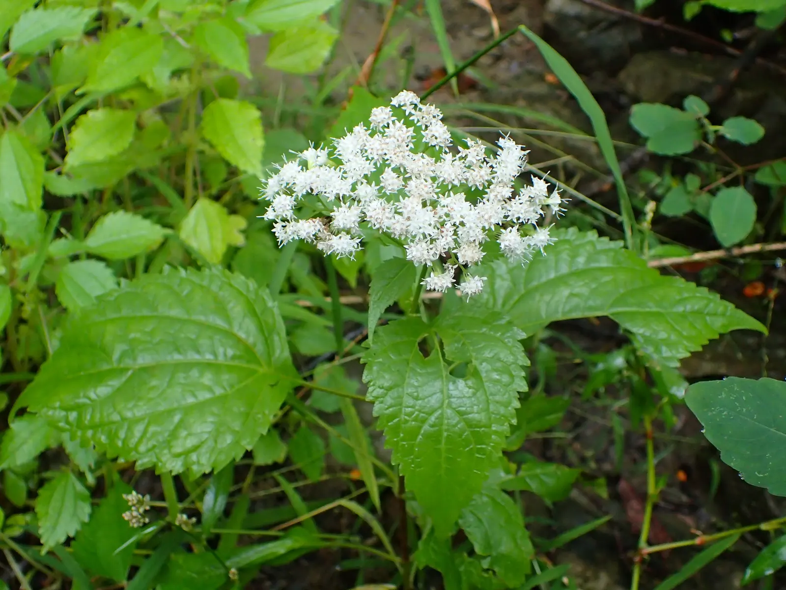 White Snakeroot (Ageratina Altissima) — white flowers in the garden; it's a hardy choice that attracts pollinators while being wary around pets due, image 64